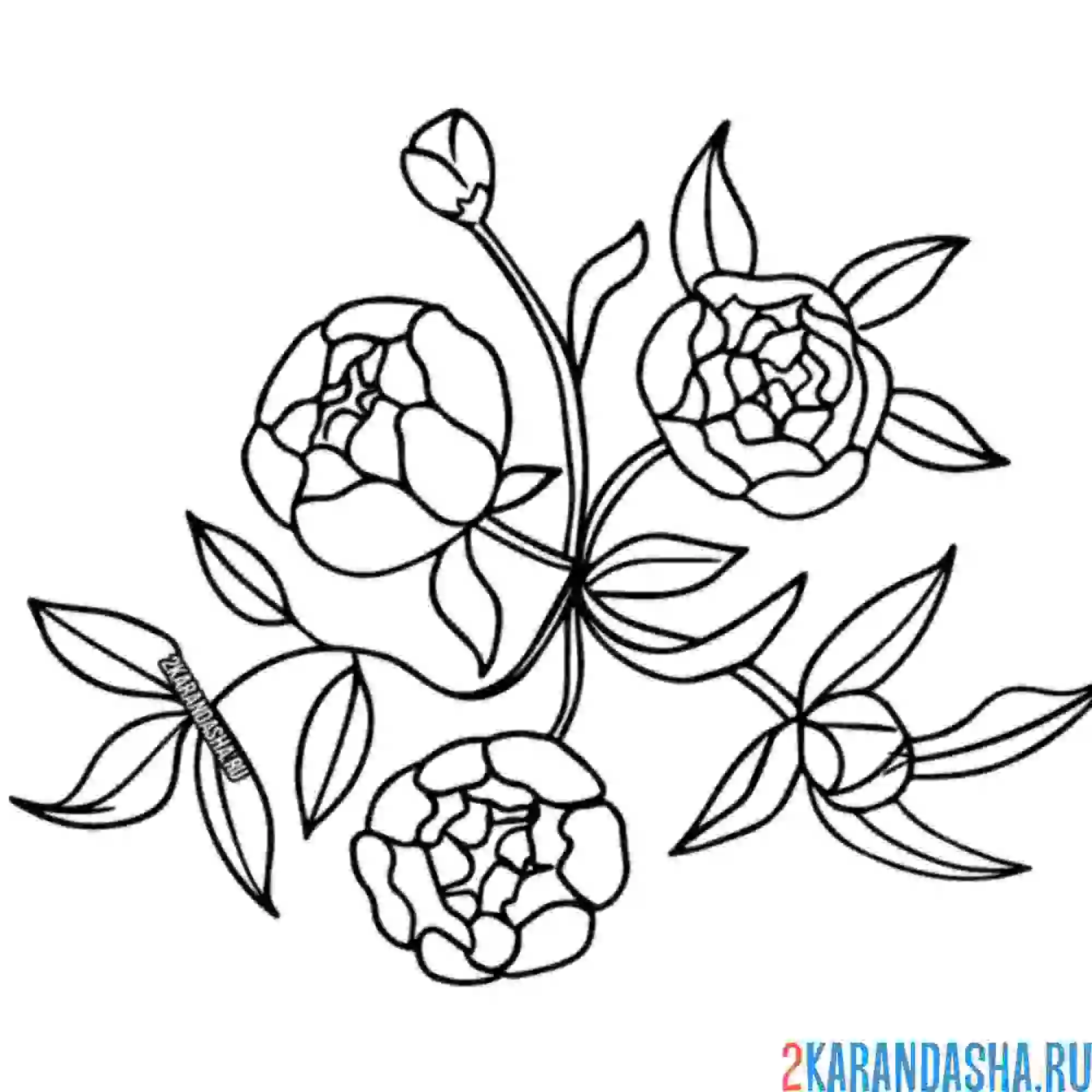 Раскраска три розочки на кусте