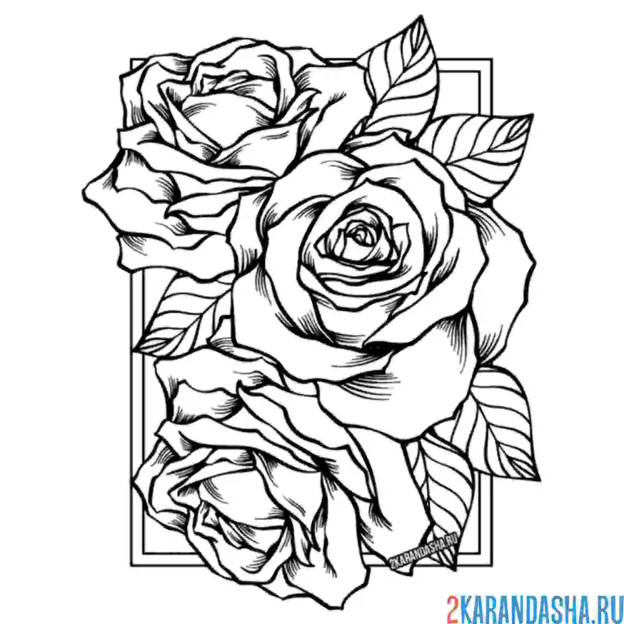 Раскраска розочки в рамке