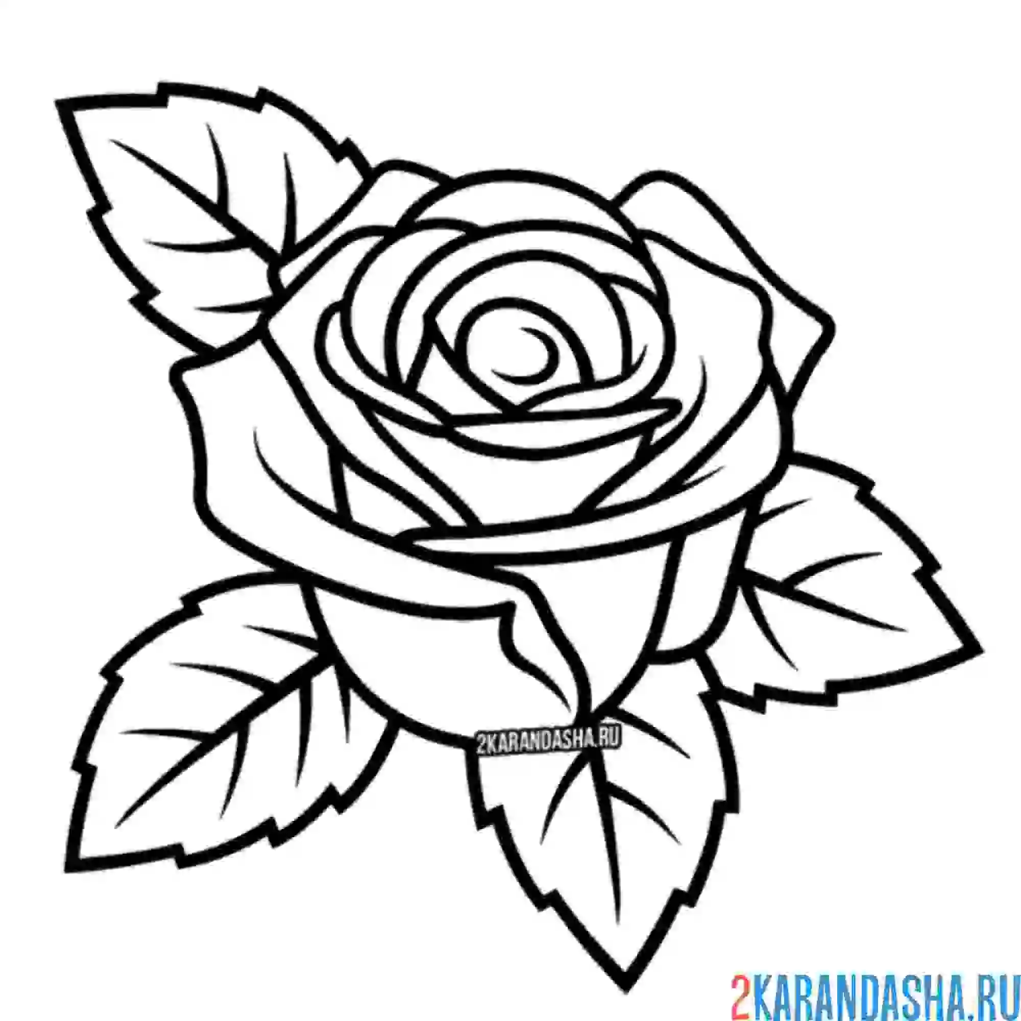 Раскраска самая красивая роза