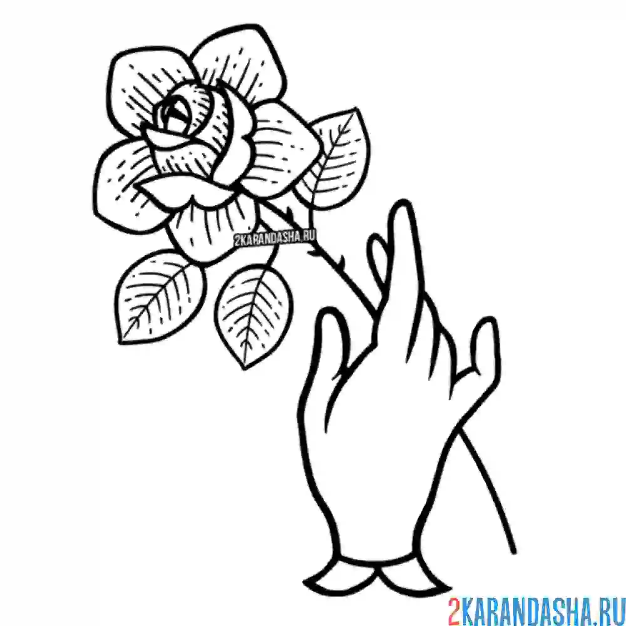 Раскраска роза в руке