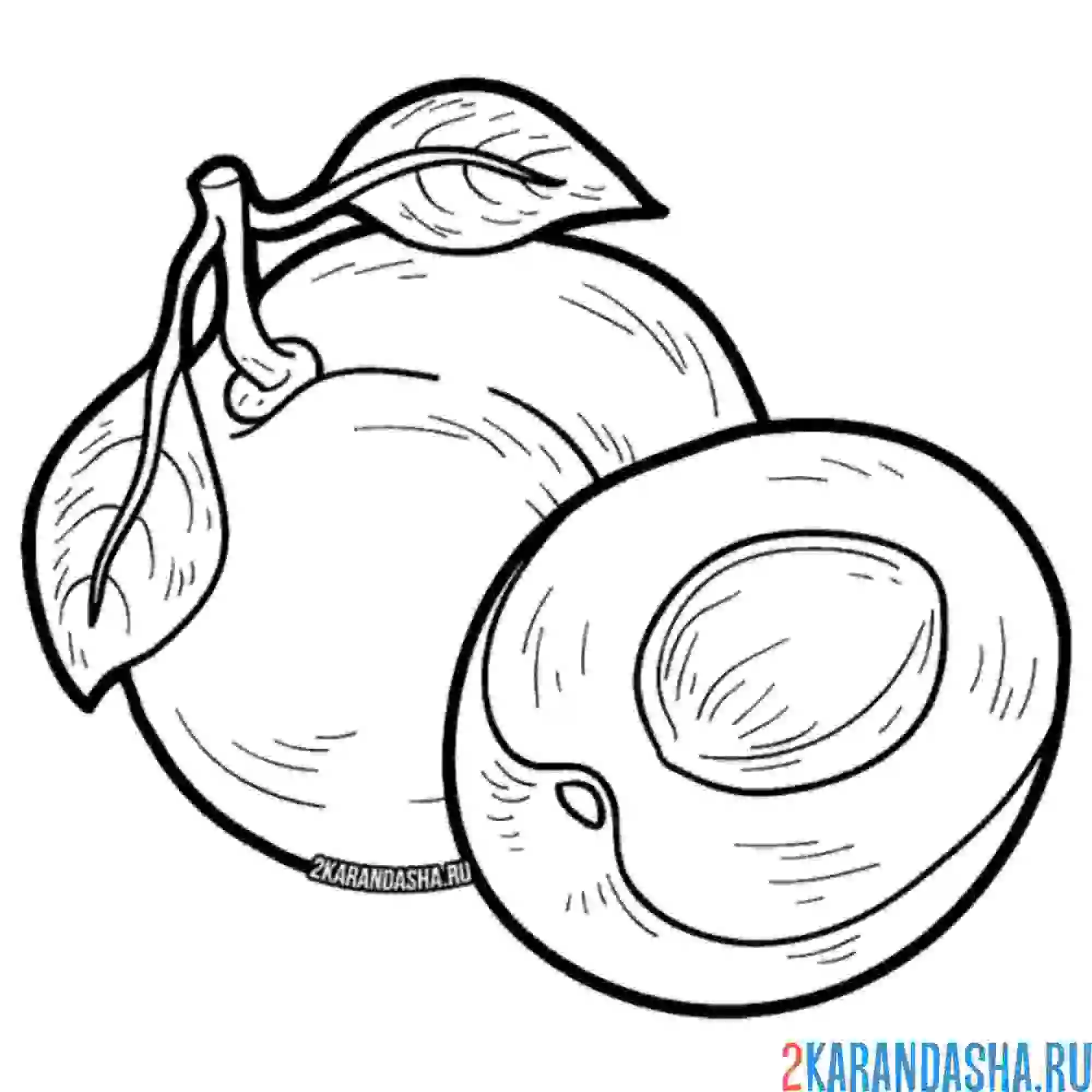 Раскраска абрикос и половинка