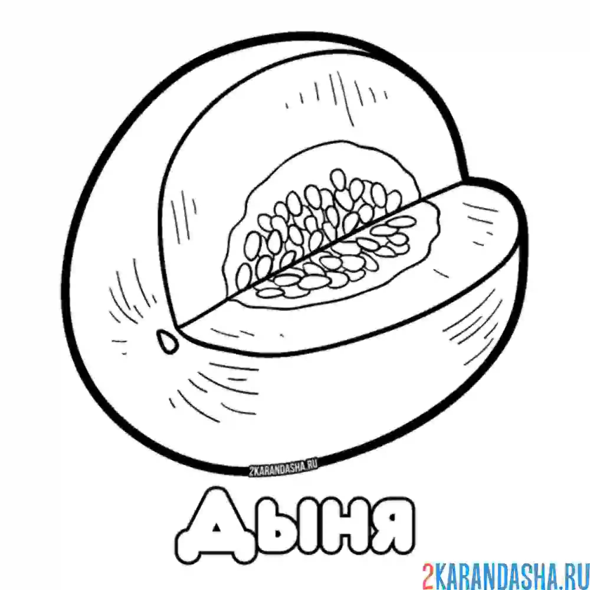 Раскраска дыня в разрезе