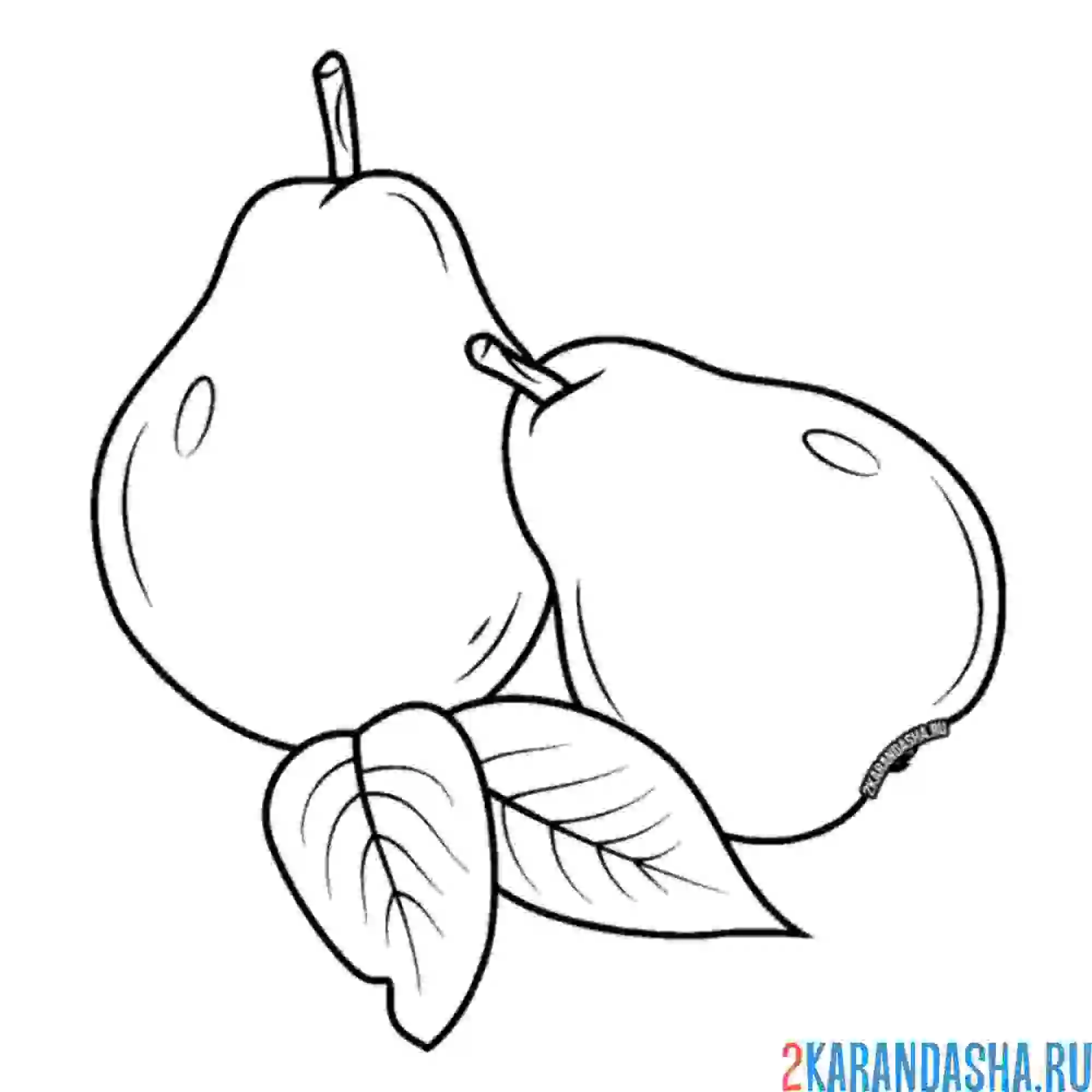 Раскраска две груши
