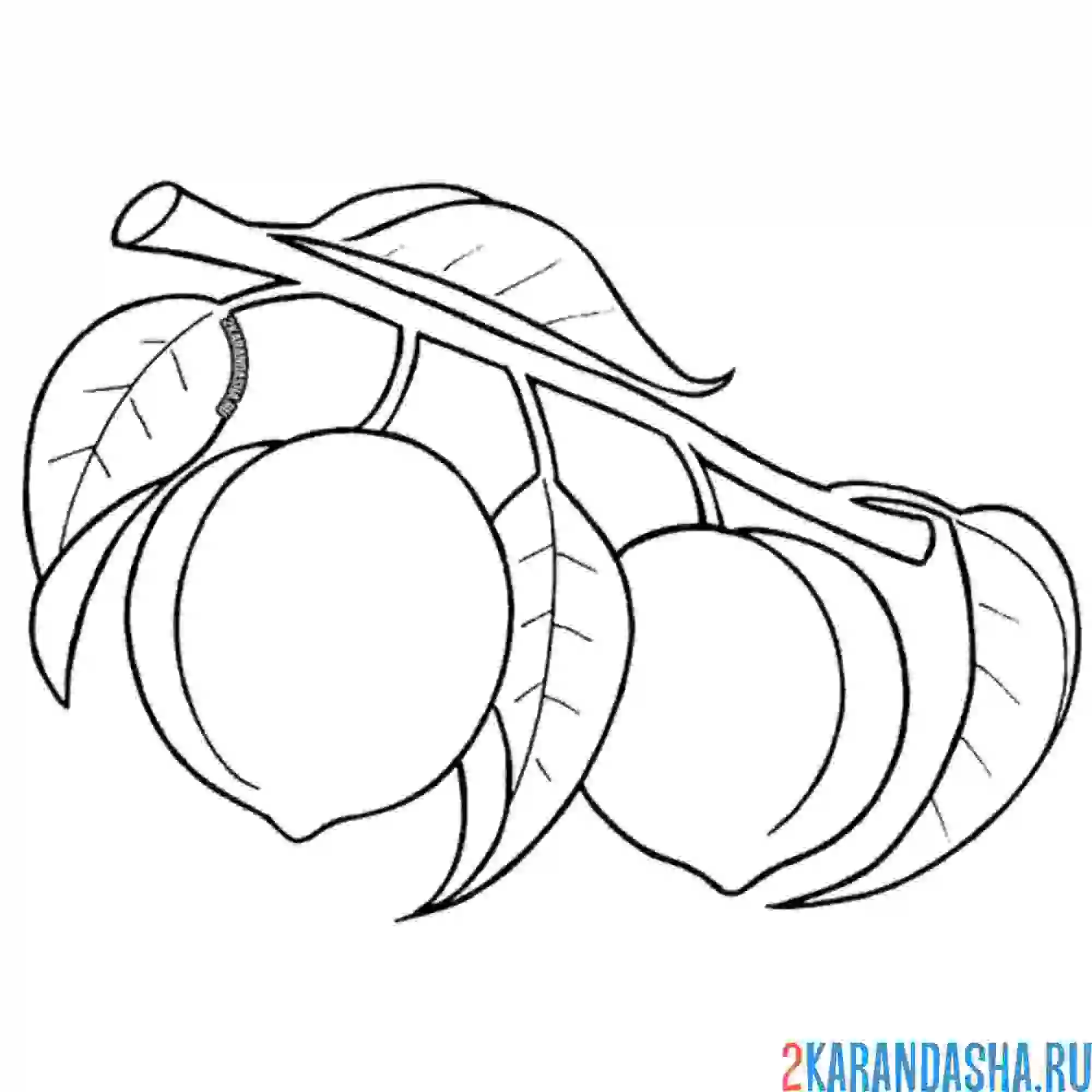 Раскраска ветка абрикосов