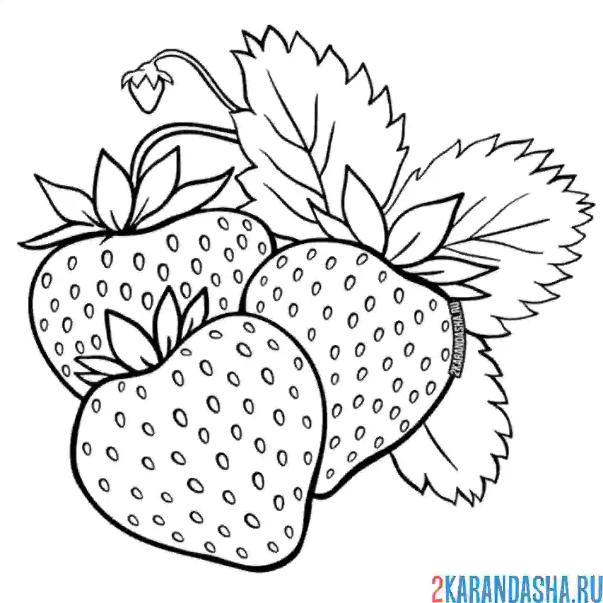 Раскраска клубника или земляника