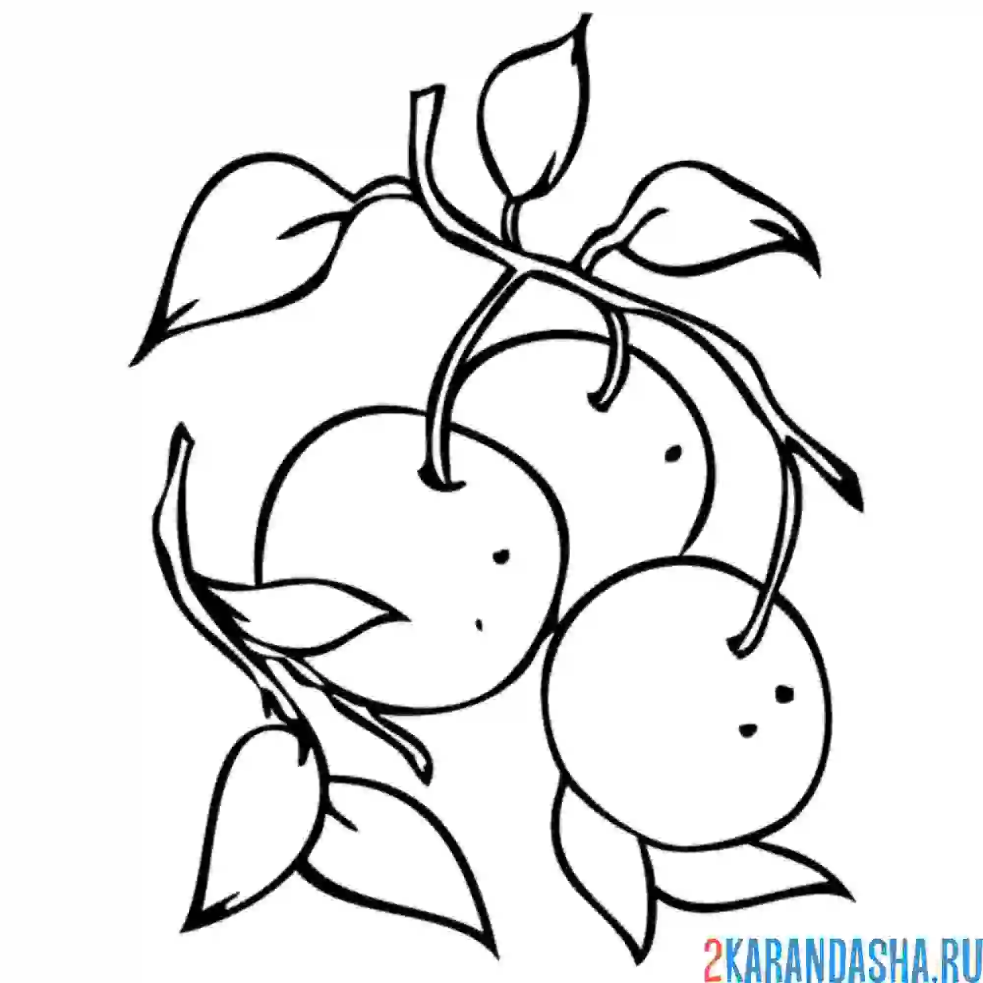 Раскраска фрукты на дереве