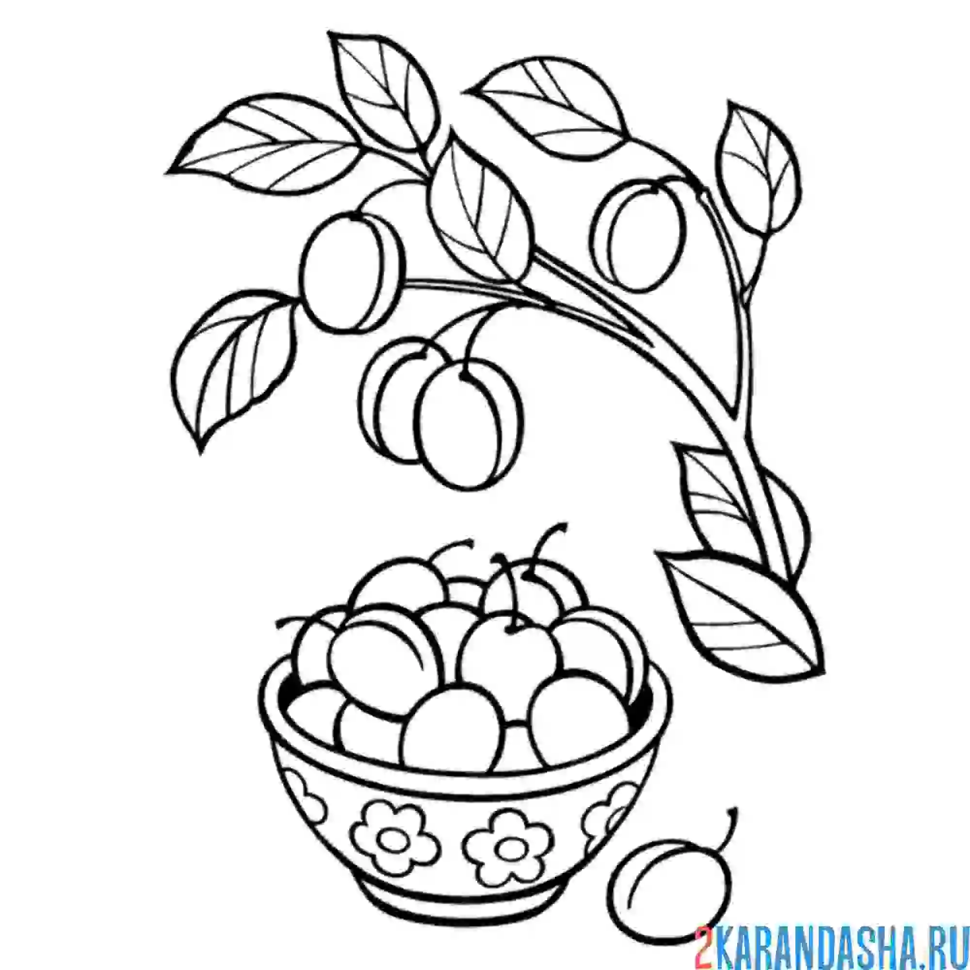 Раскраска слива на ветке
