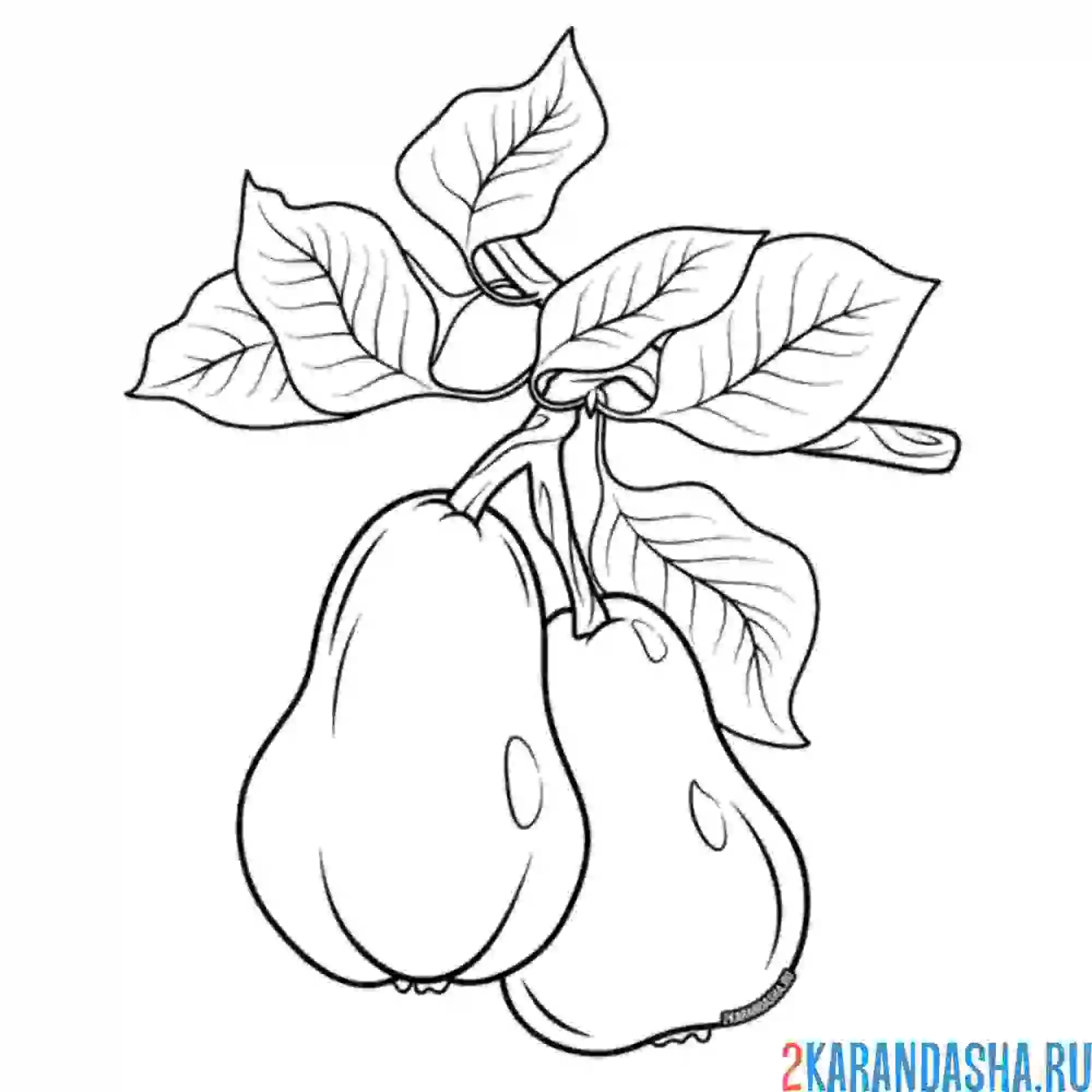 Раскраска две груши на ветке