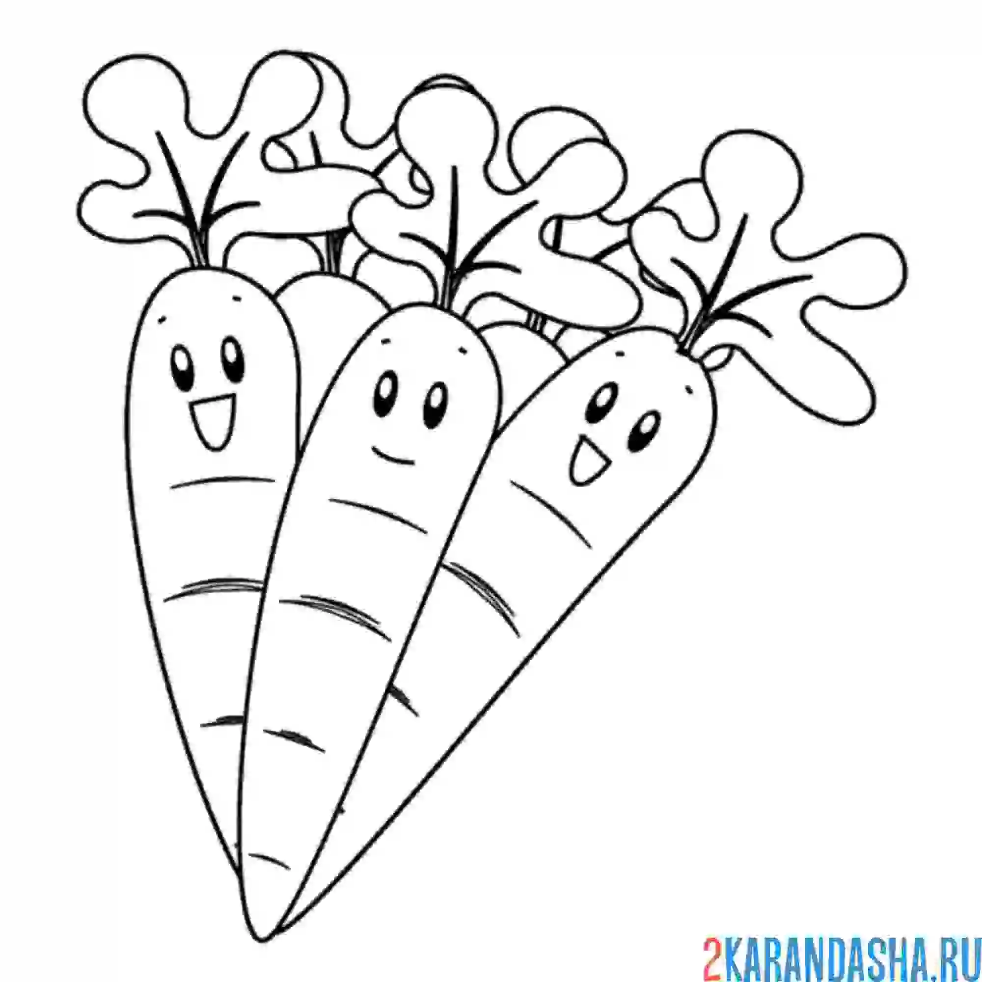 Раскраска три морковки