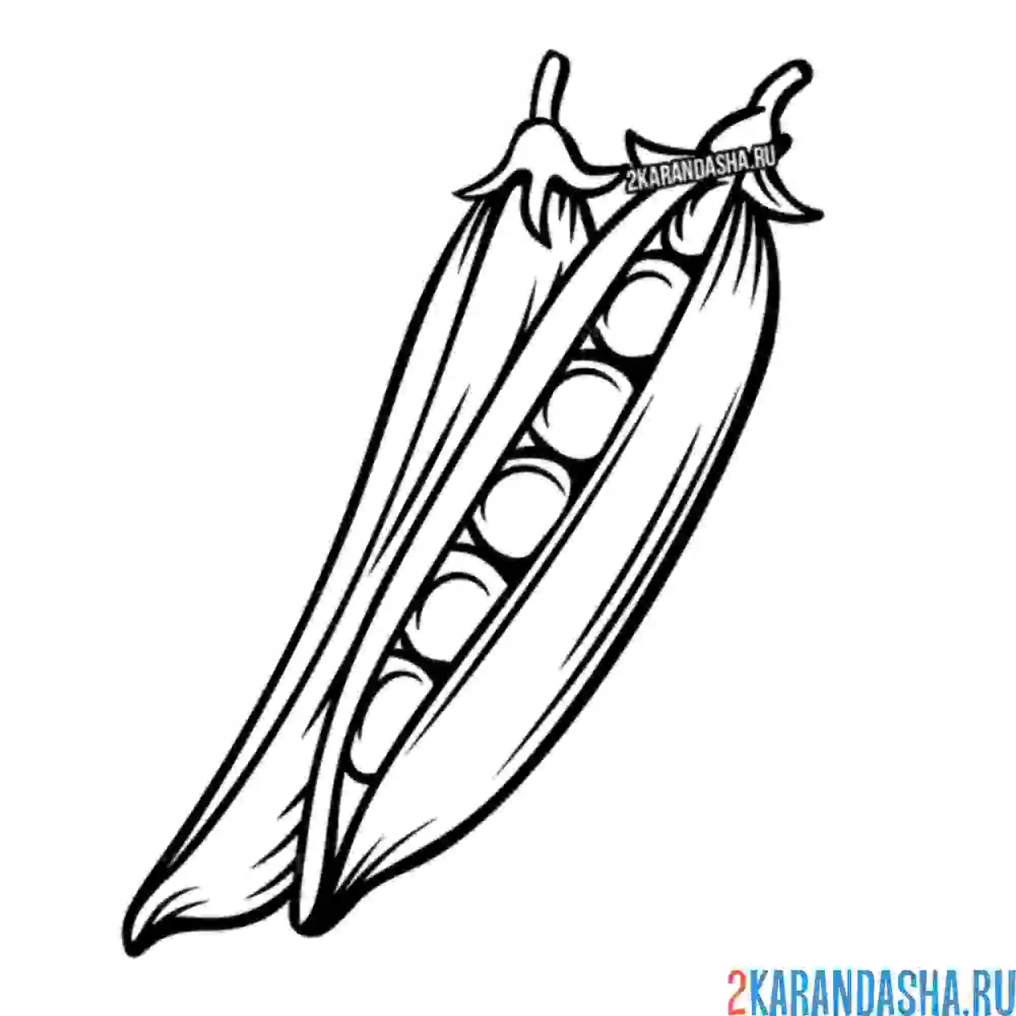 Раскраска горошек (горох)