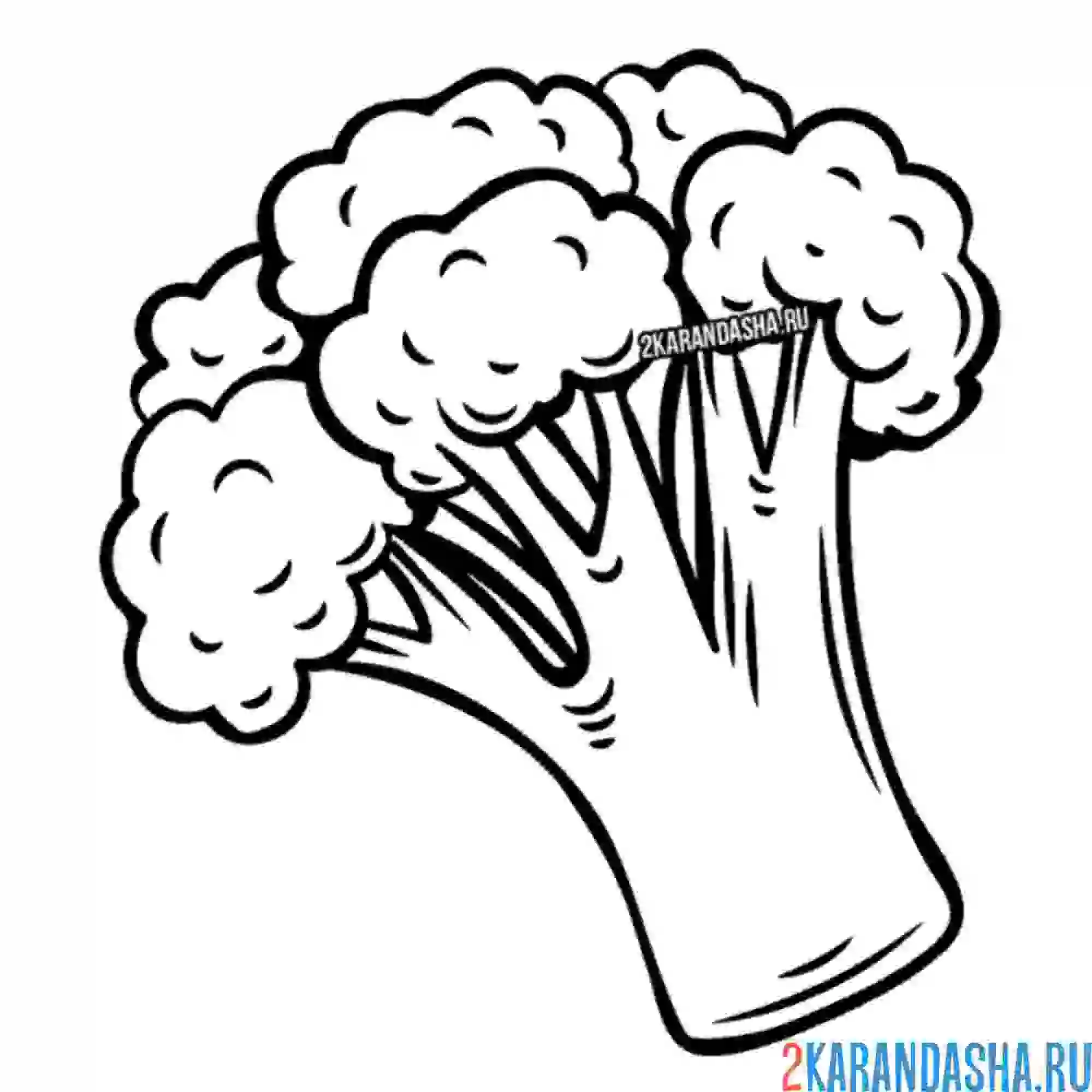 Раскраска брокколи есть нужно