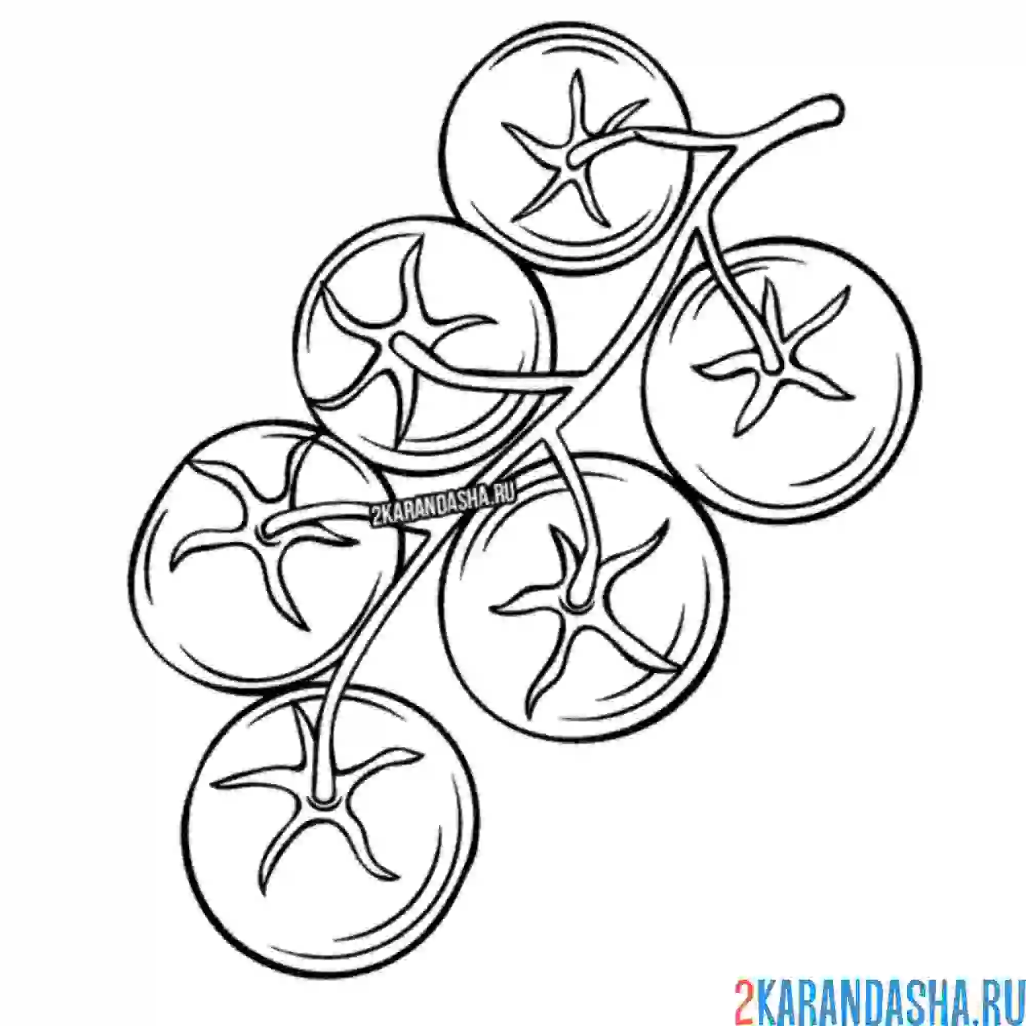 Раскраска томаты черри