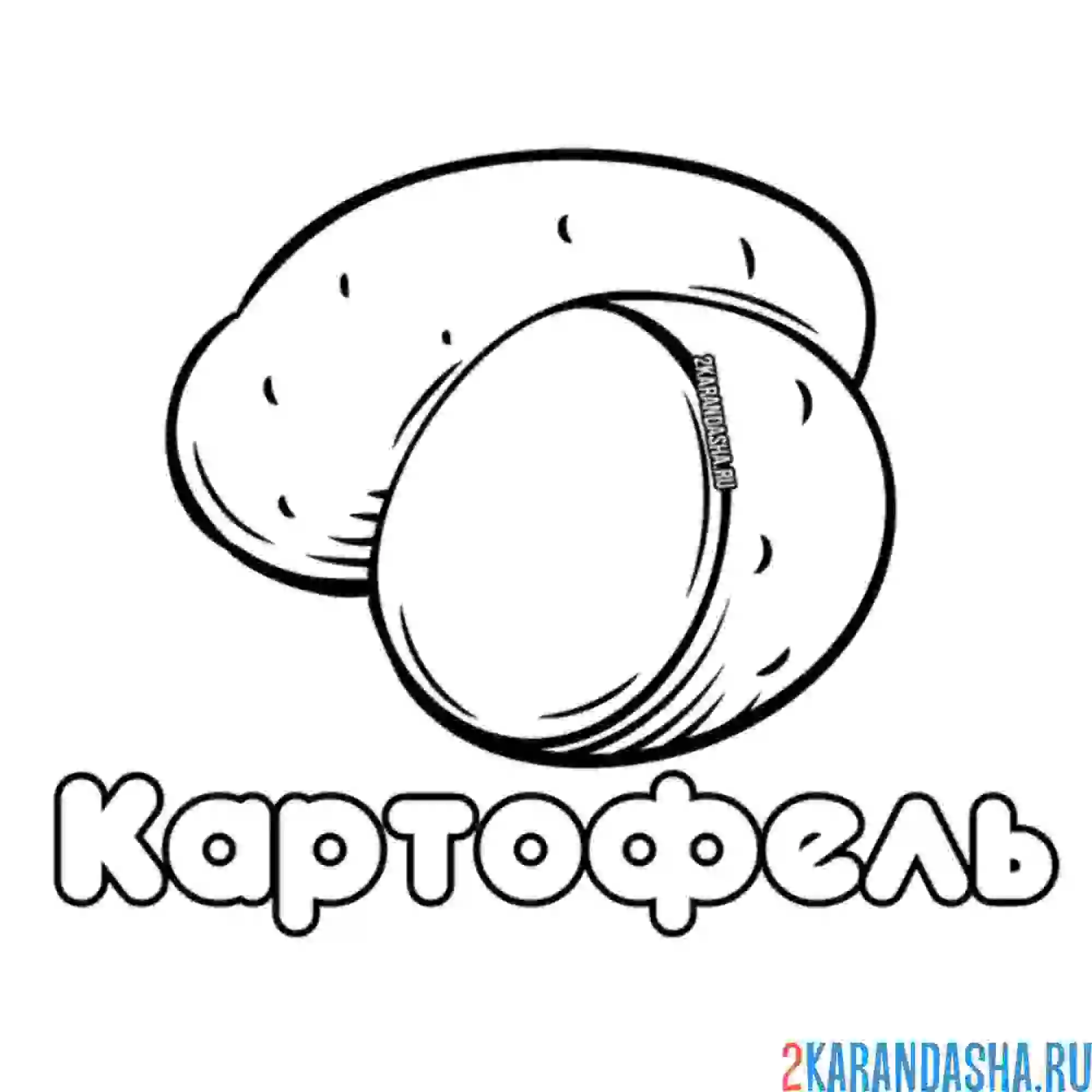 Раскраска картофель в разрезе