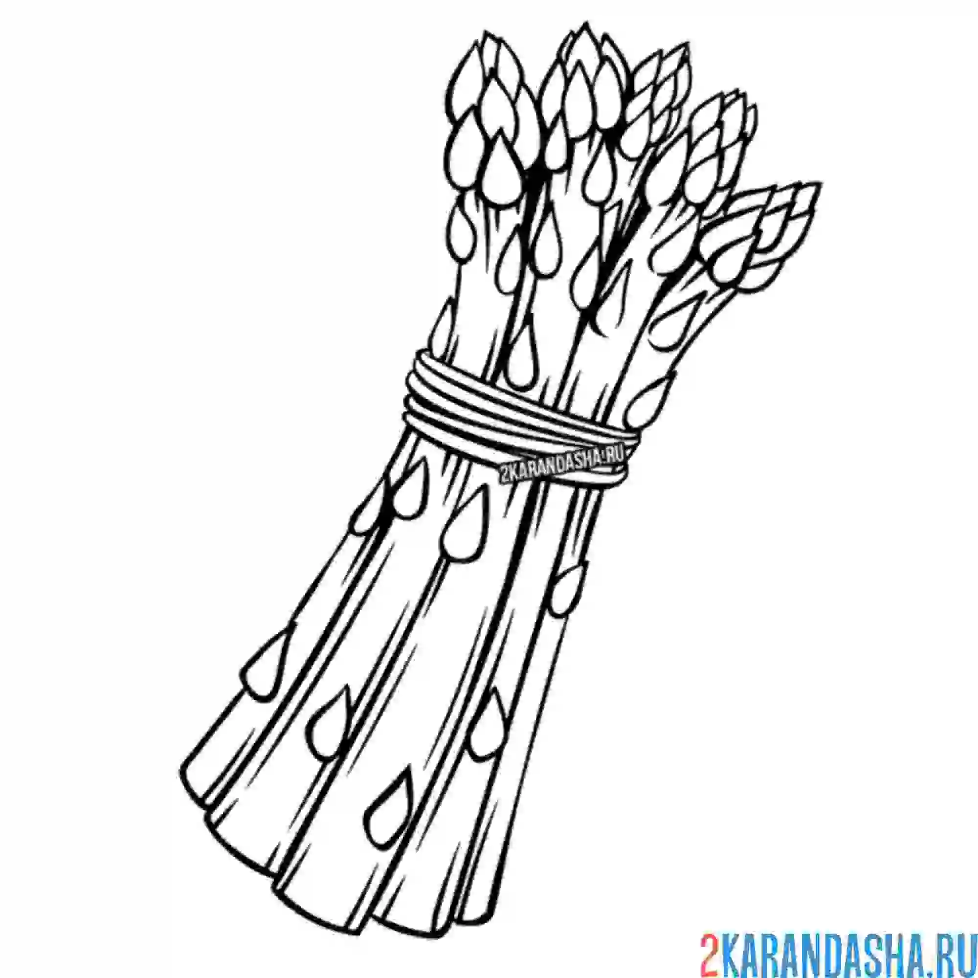 Раскраска спаржа