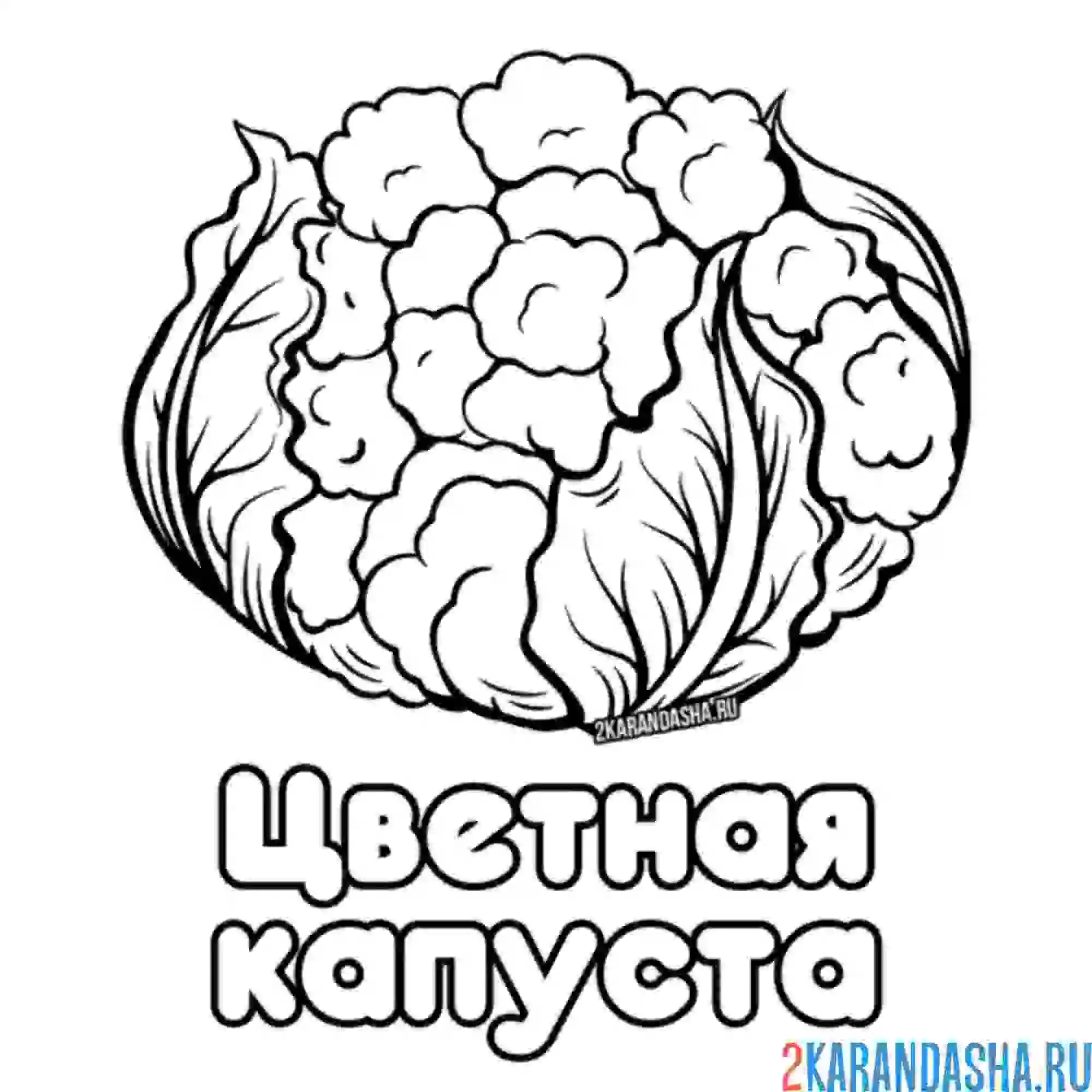 Раскраска цветная капуста