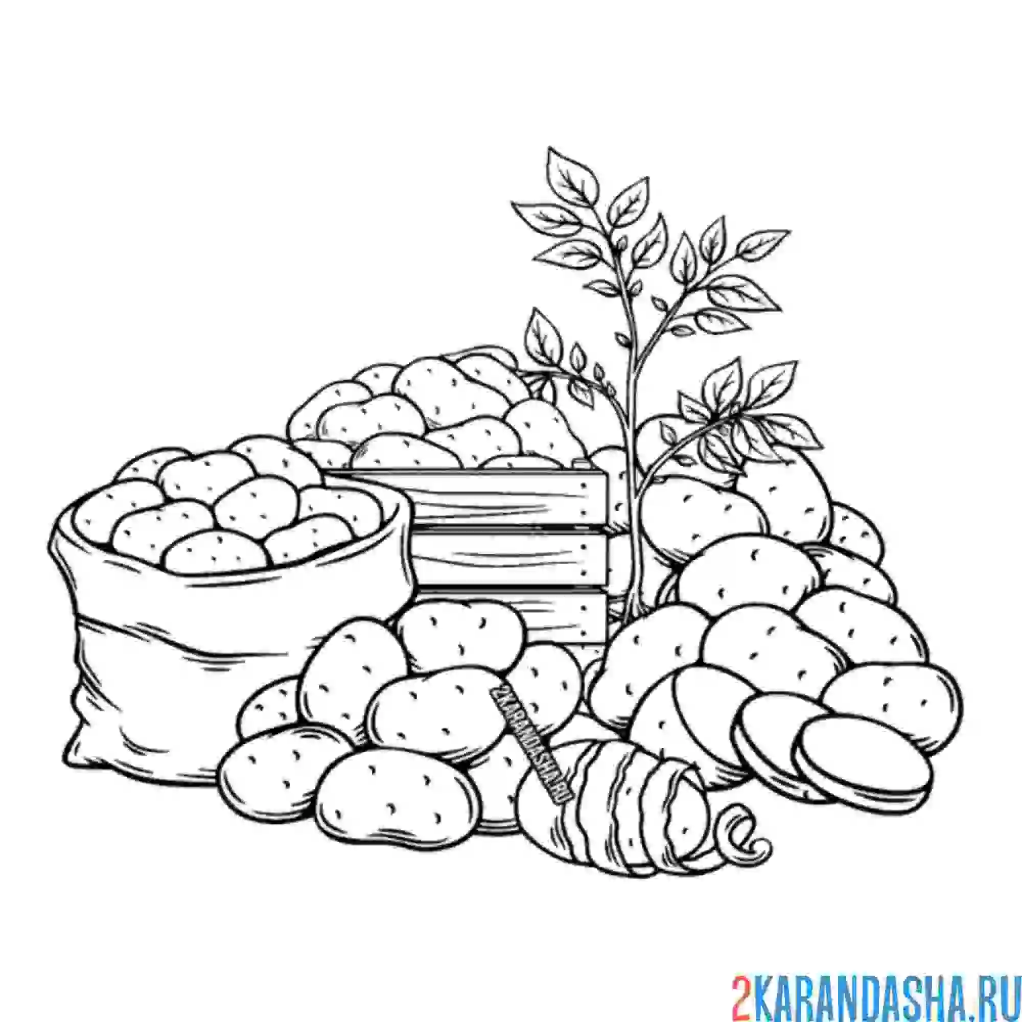 Раскраска много картофеля