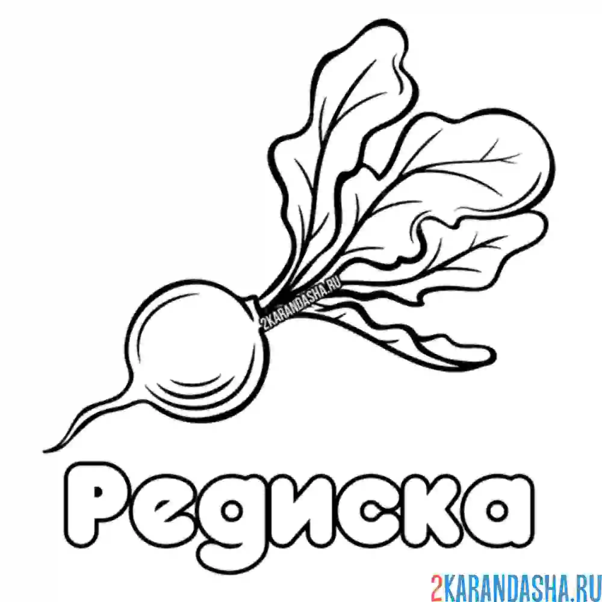 Раскраска редиска местная