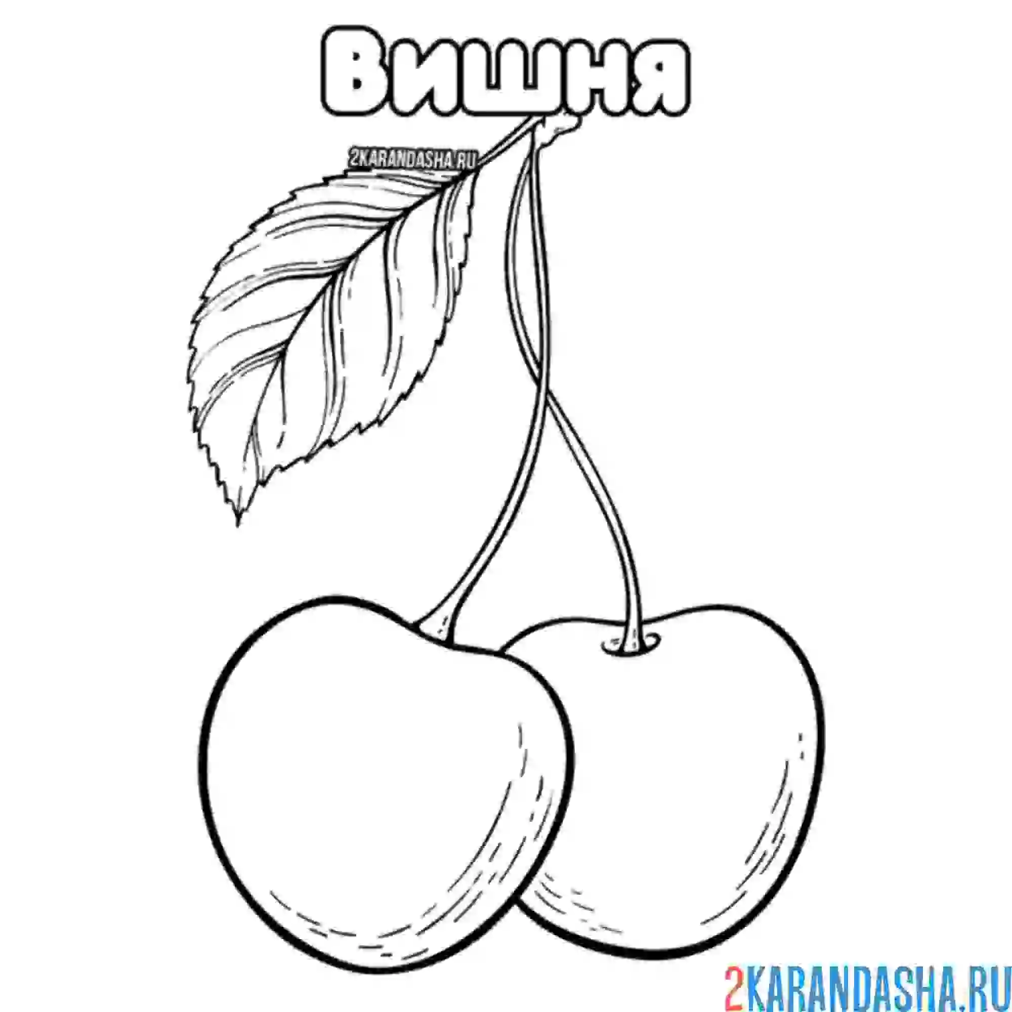 Раскраска вишня с листочком