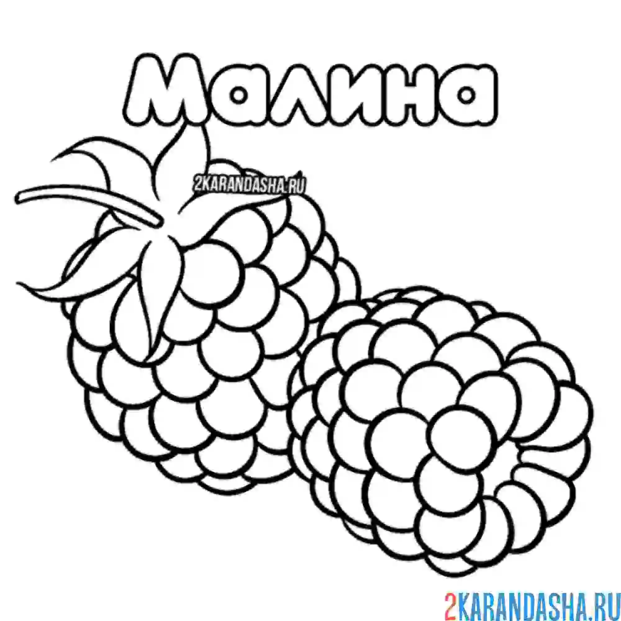 Раскраска малина ягода