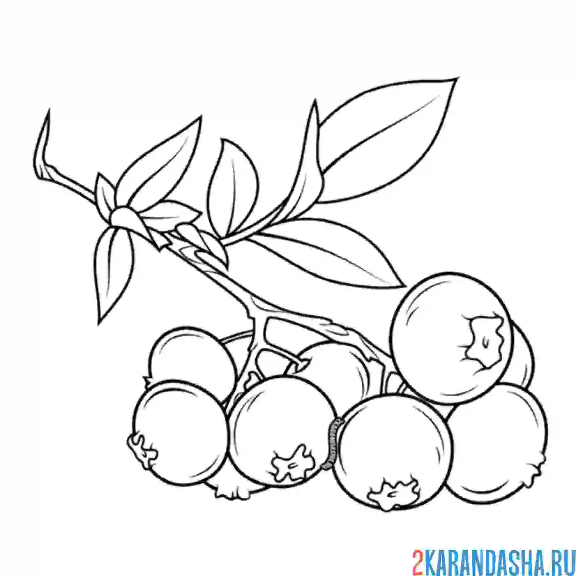 Раскраска голубика ягода
