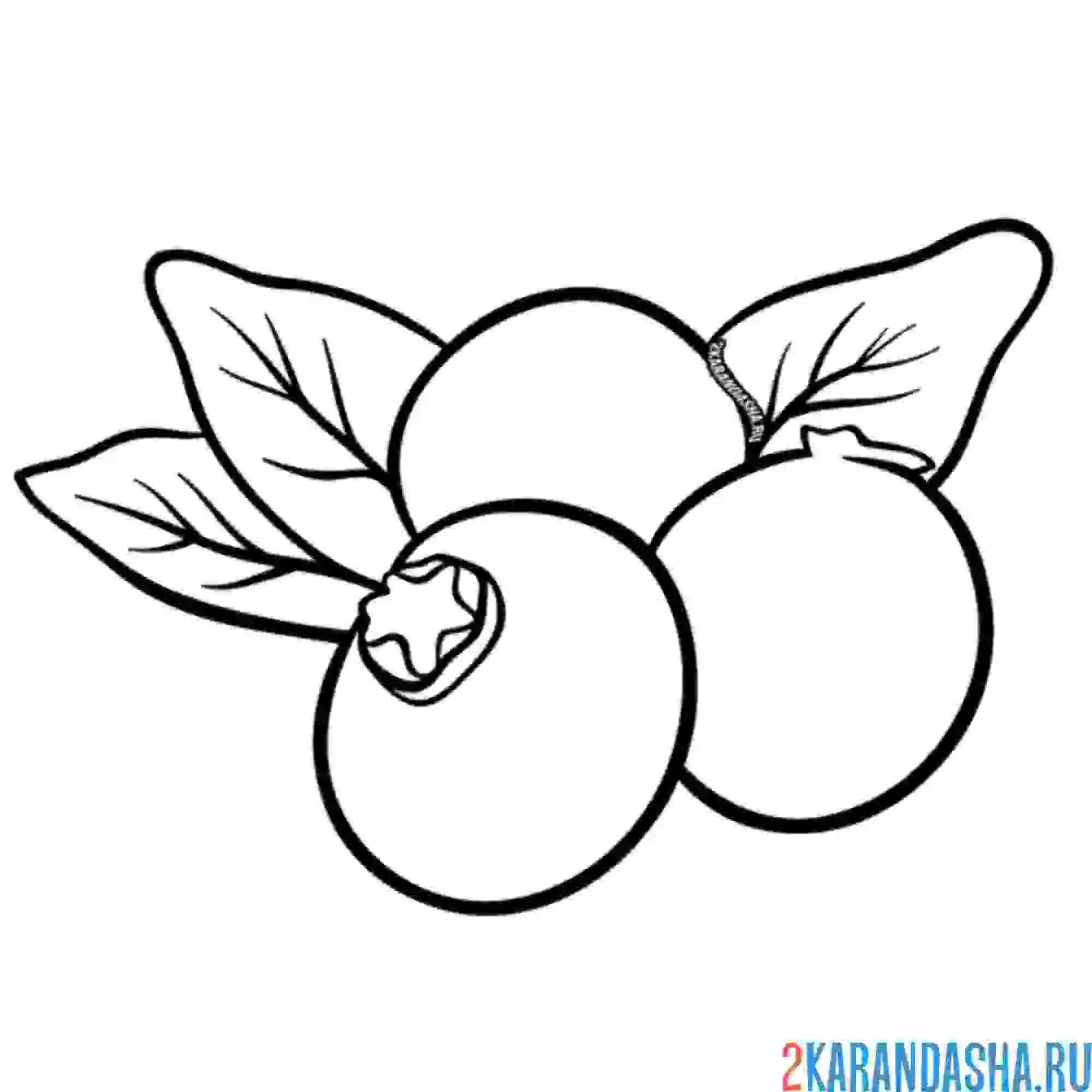 Раскраска ягода голубика