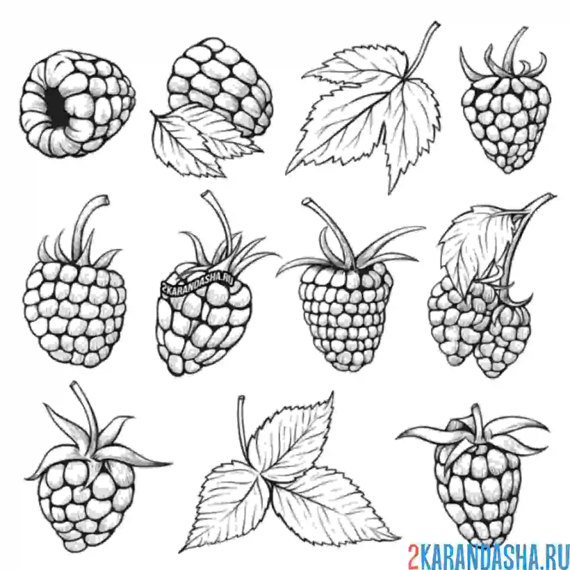 Раскраска малина много ягод