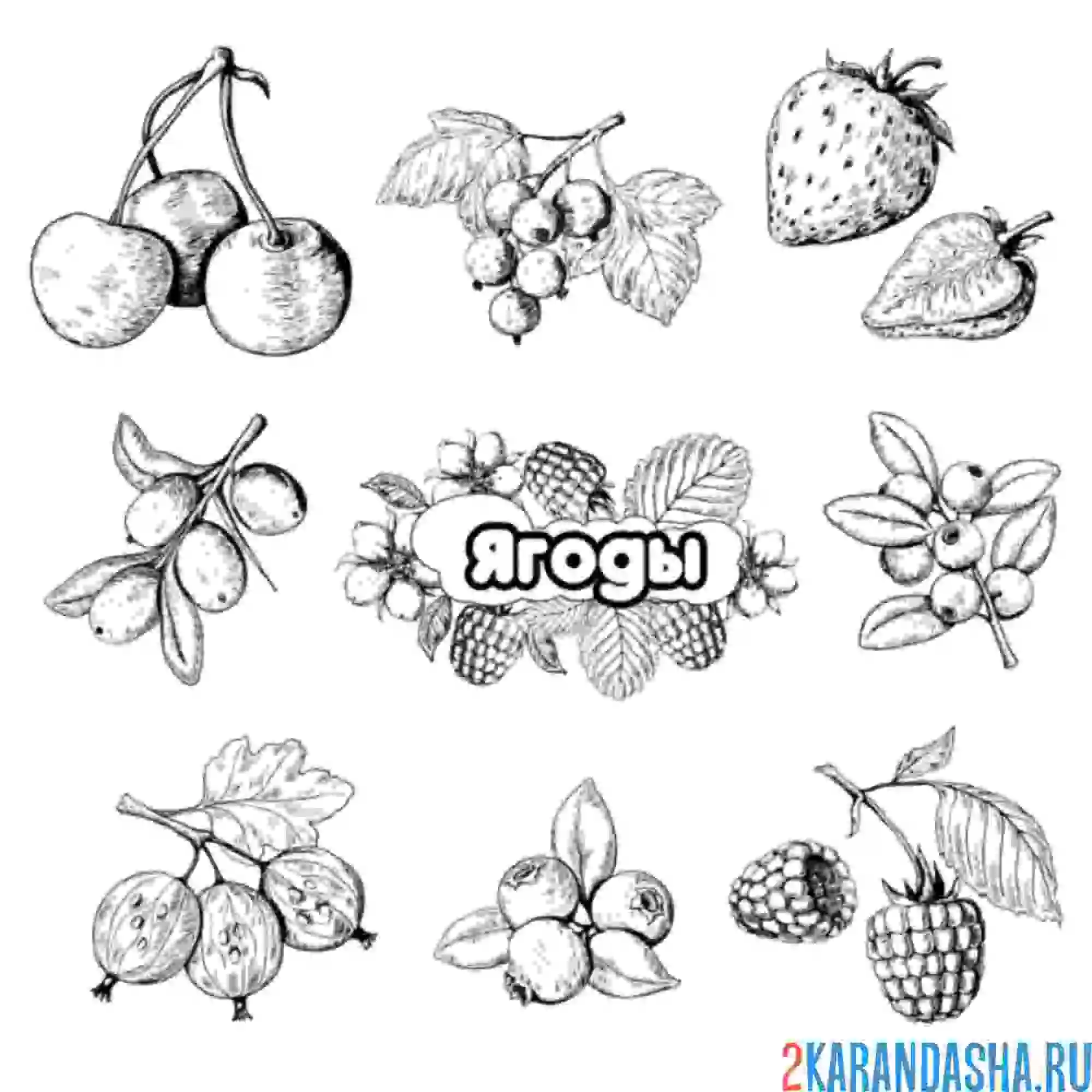Раскраска разные ягоды