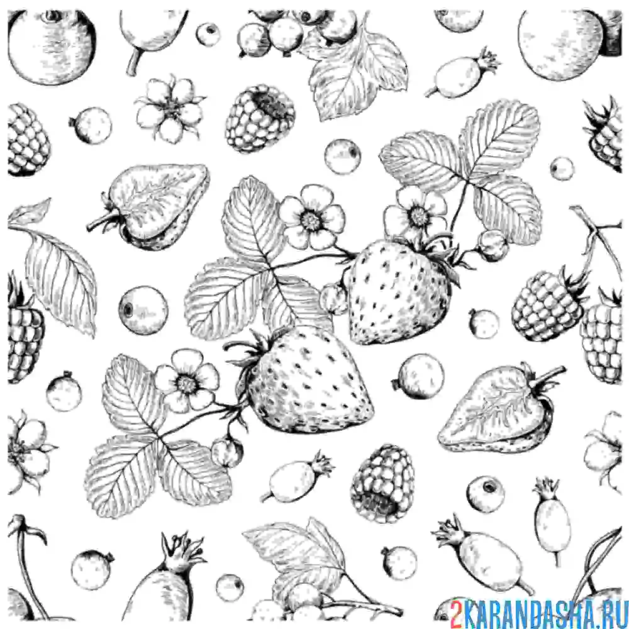 Раскраска земляника лесная ягода