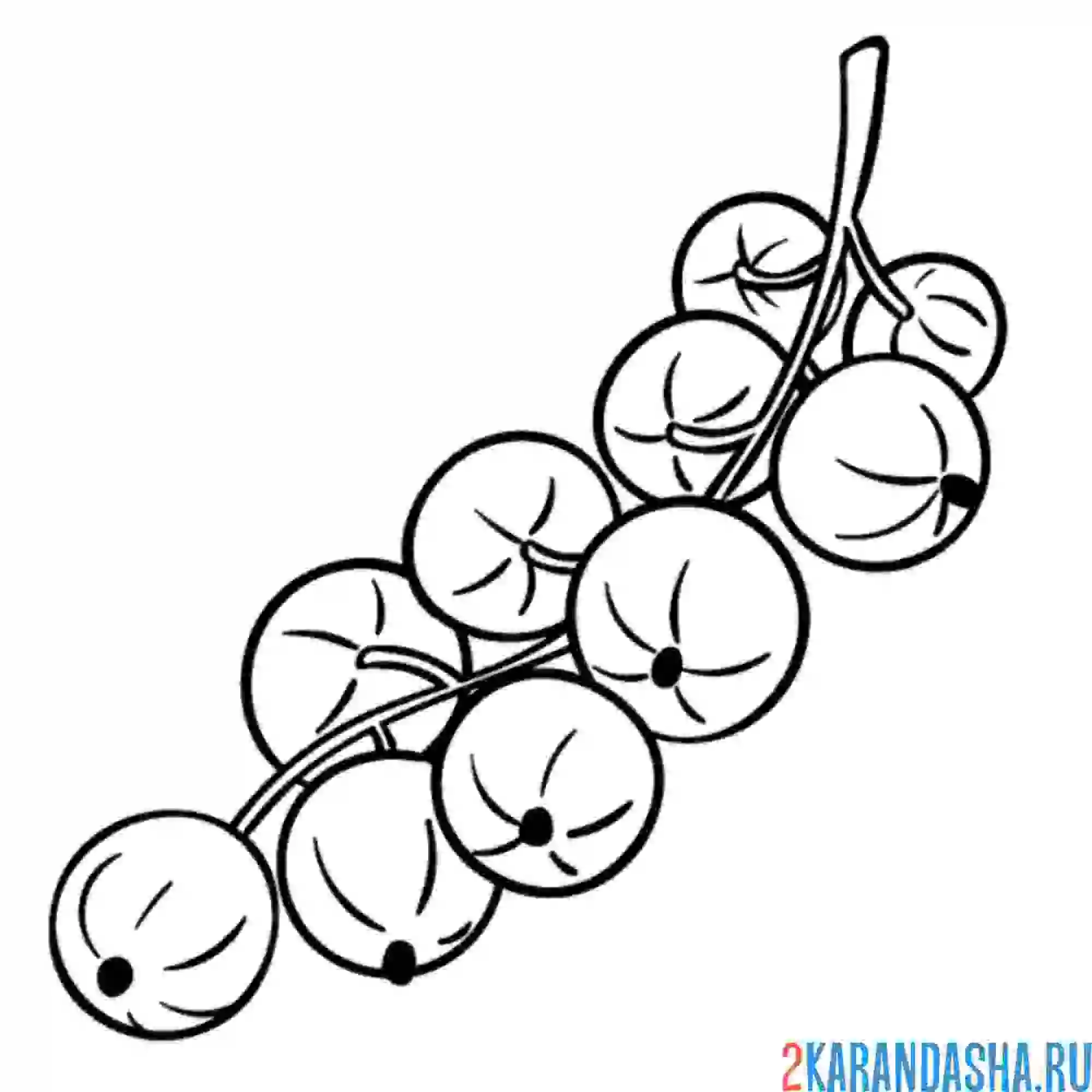 Раскраска смородина красная
