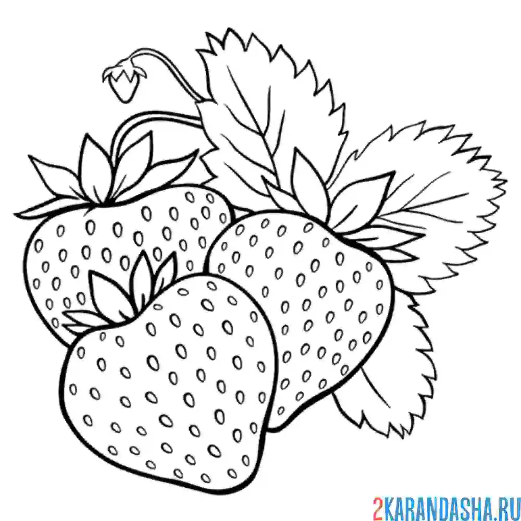 Раскраска клубника садовая