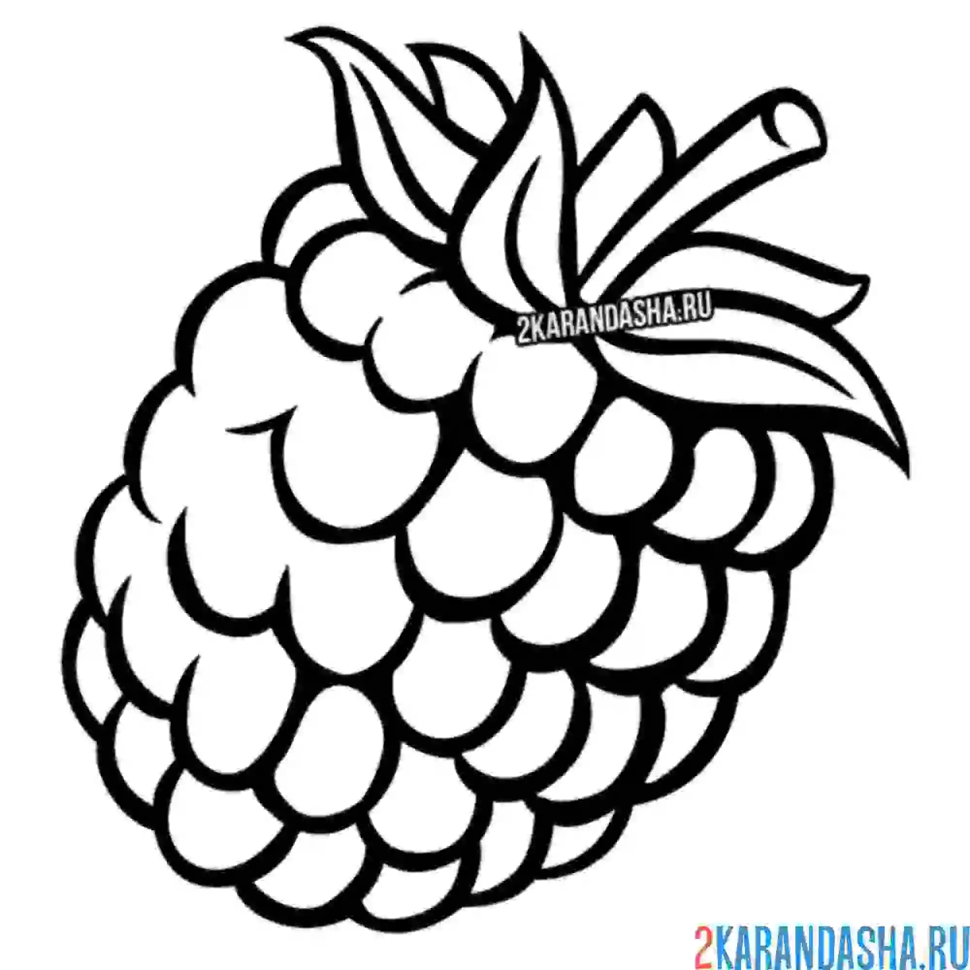 Раскраска малина спелая