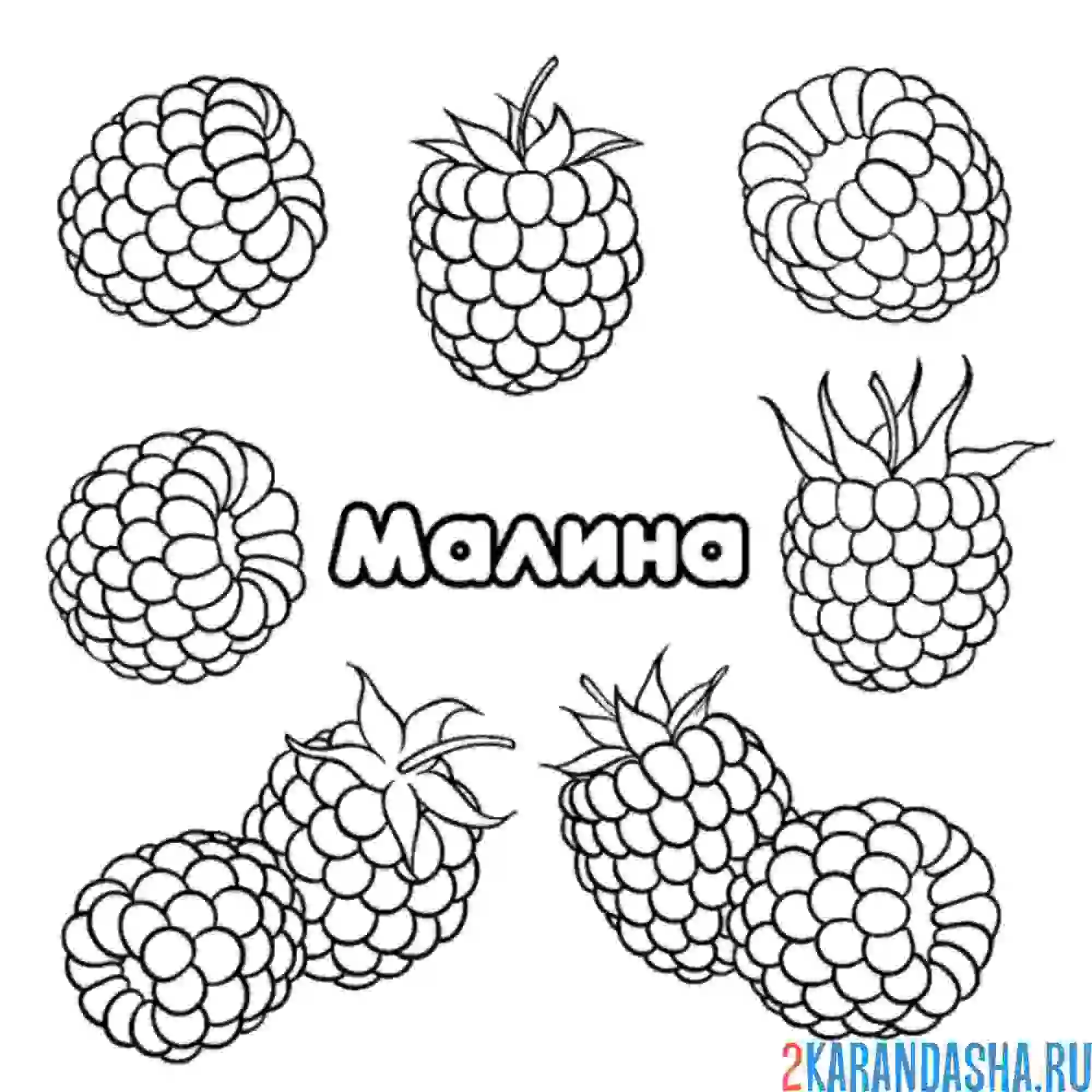 Раскраска малина ягода в саду