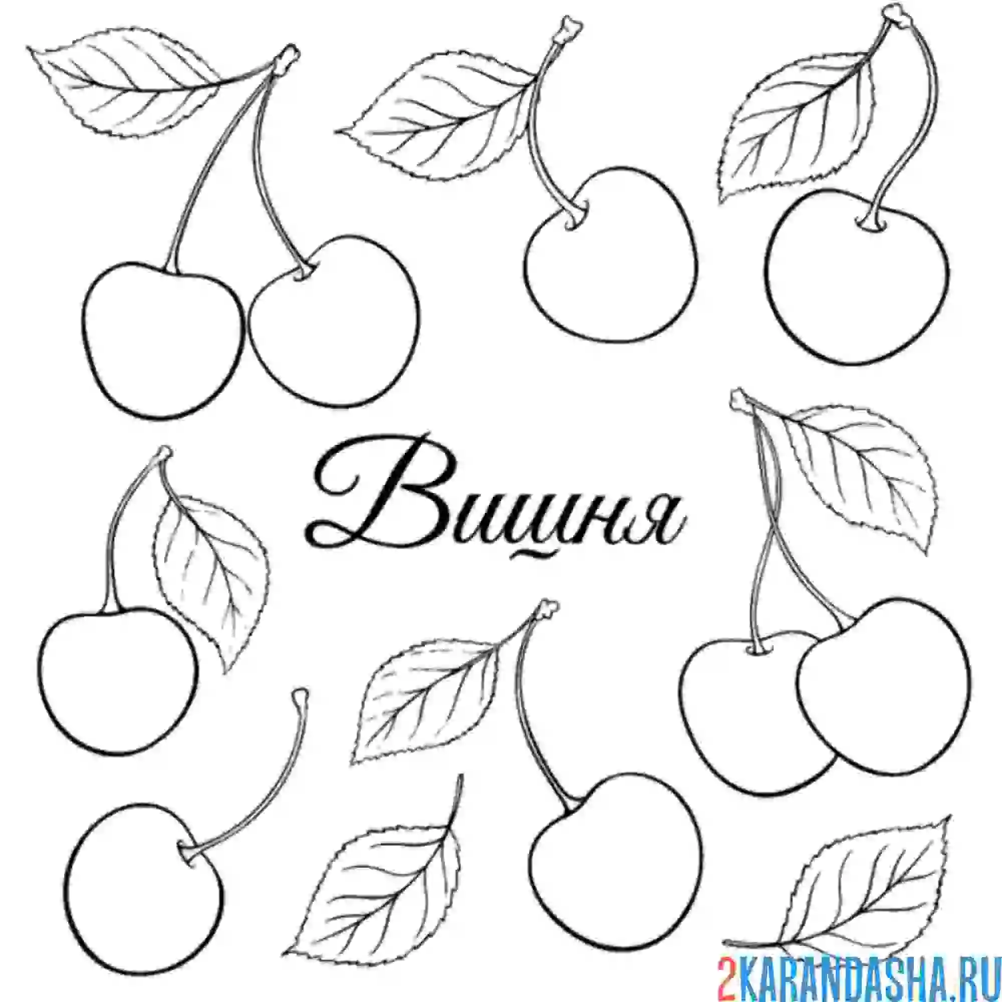 Раскраска вишня садовая ягода