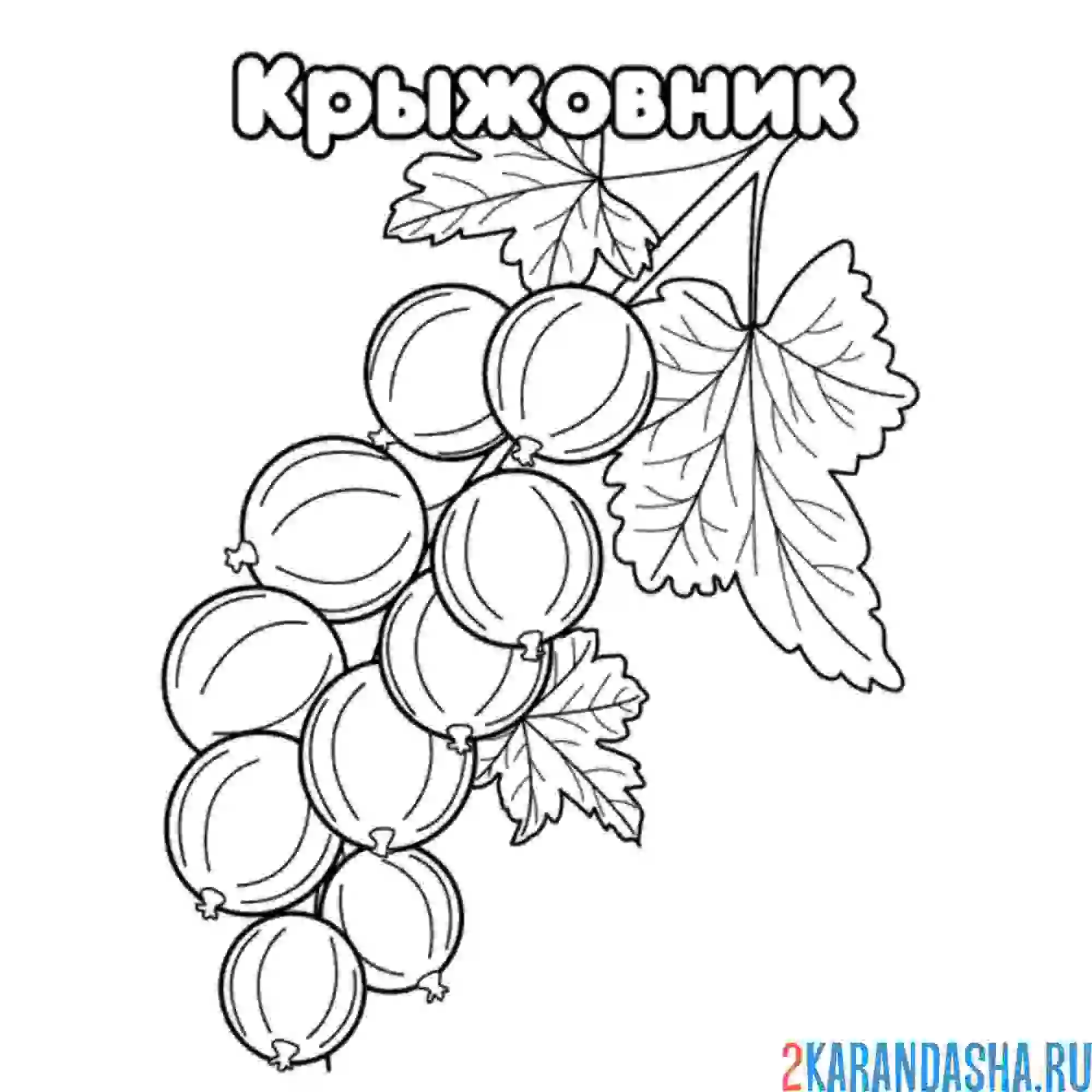 Раскраска крыжовник на ветке