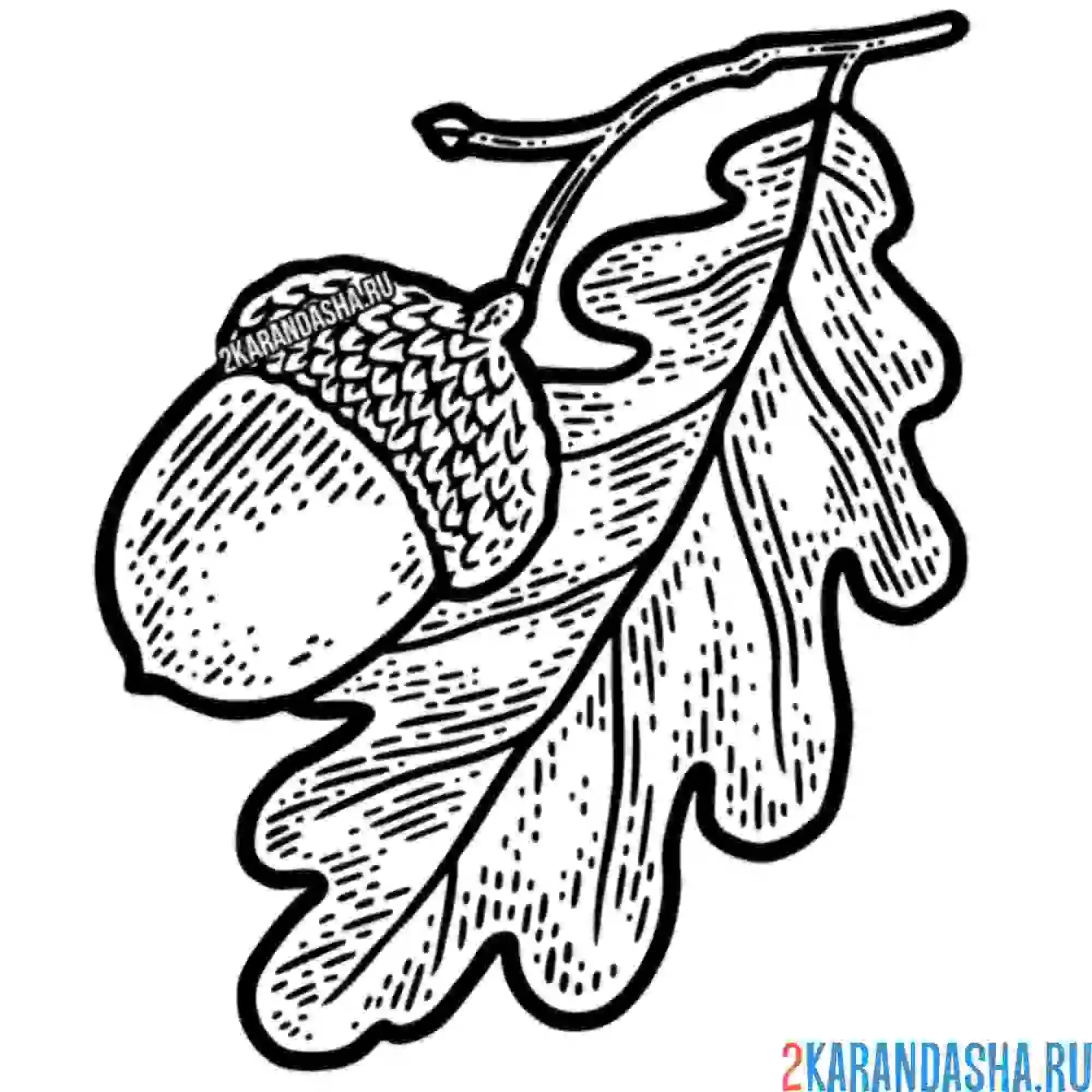 Раскраска дубовый лист и желудь