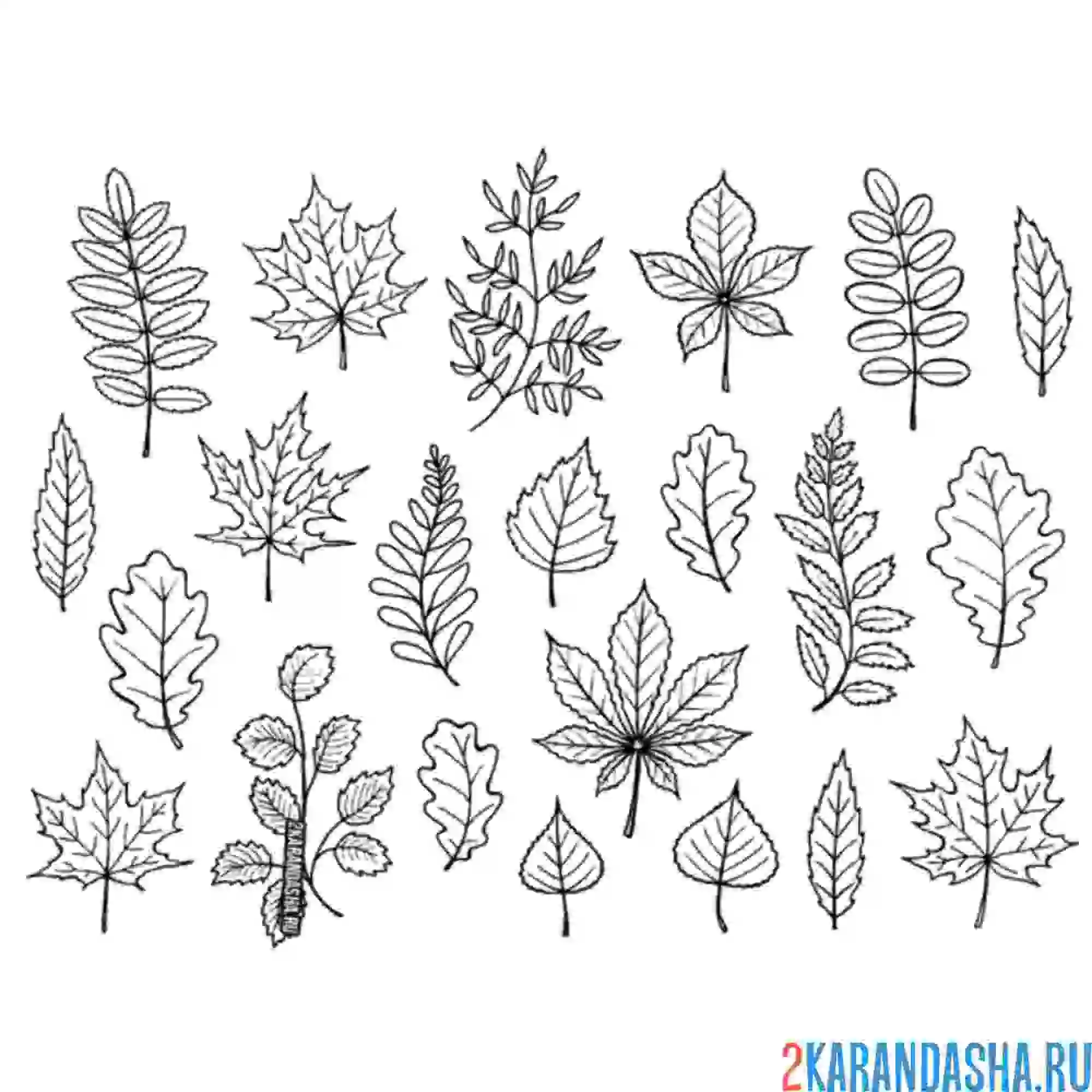 Раскраска сбор листьев