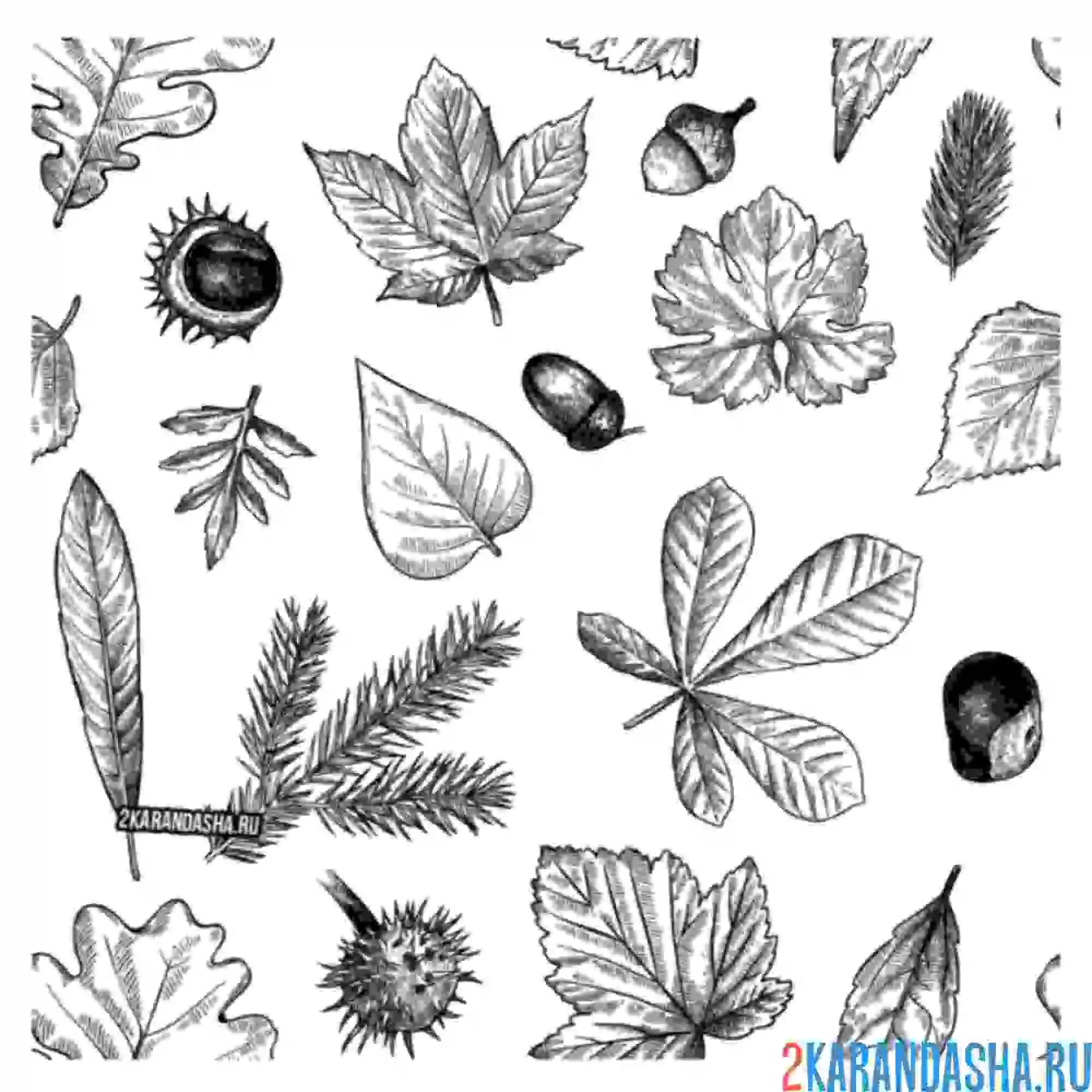 Раскраска разные листья