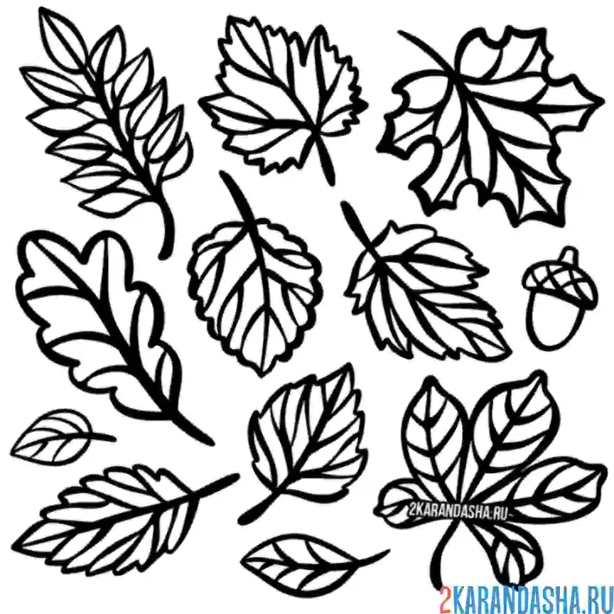 Раскраска листья сбор