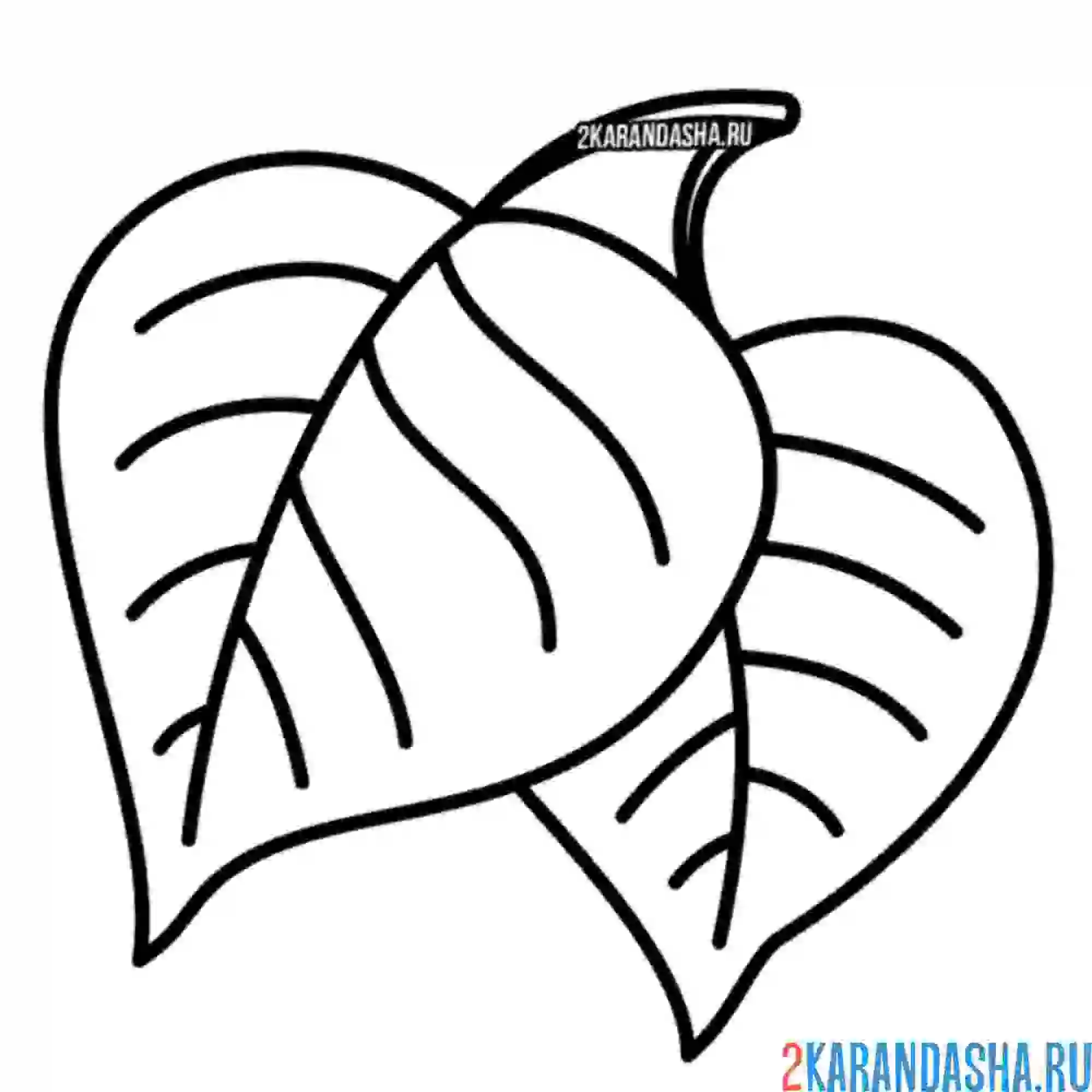 Раскраска березовые листья