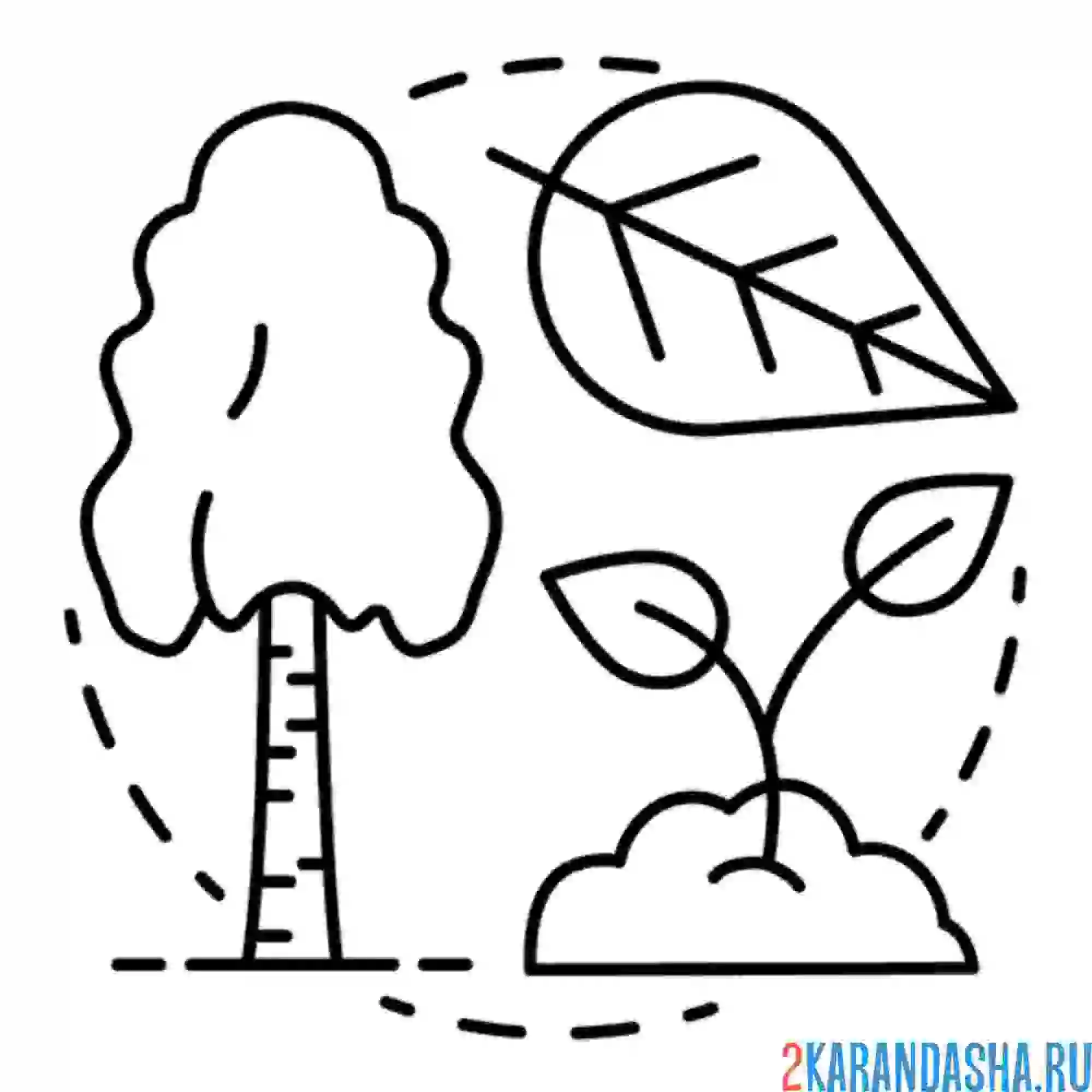 Раскраска березовый лист и береза