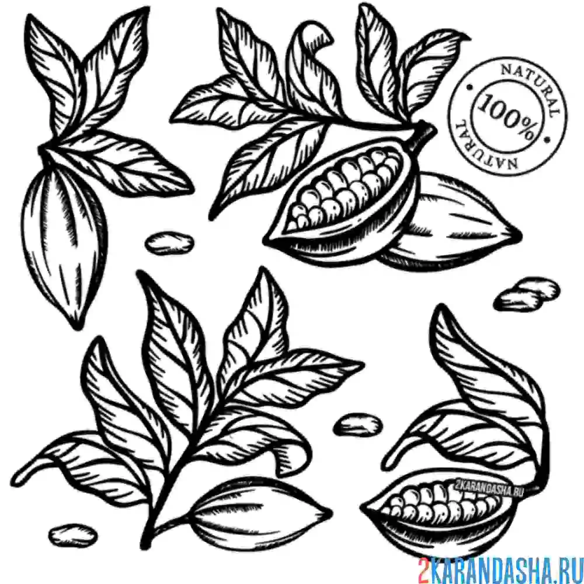 Раскраска какао бобы листья