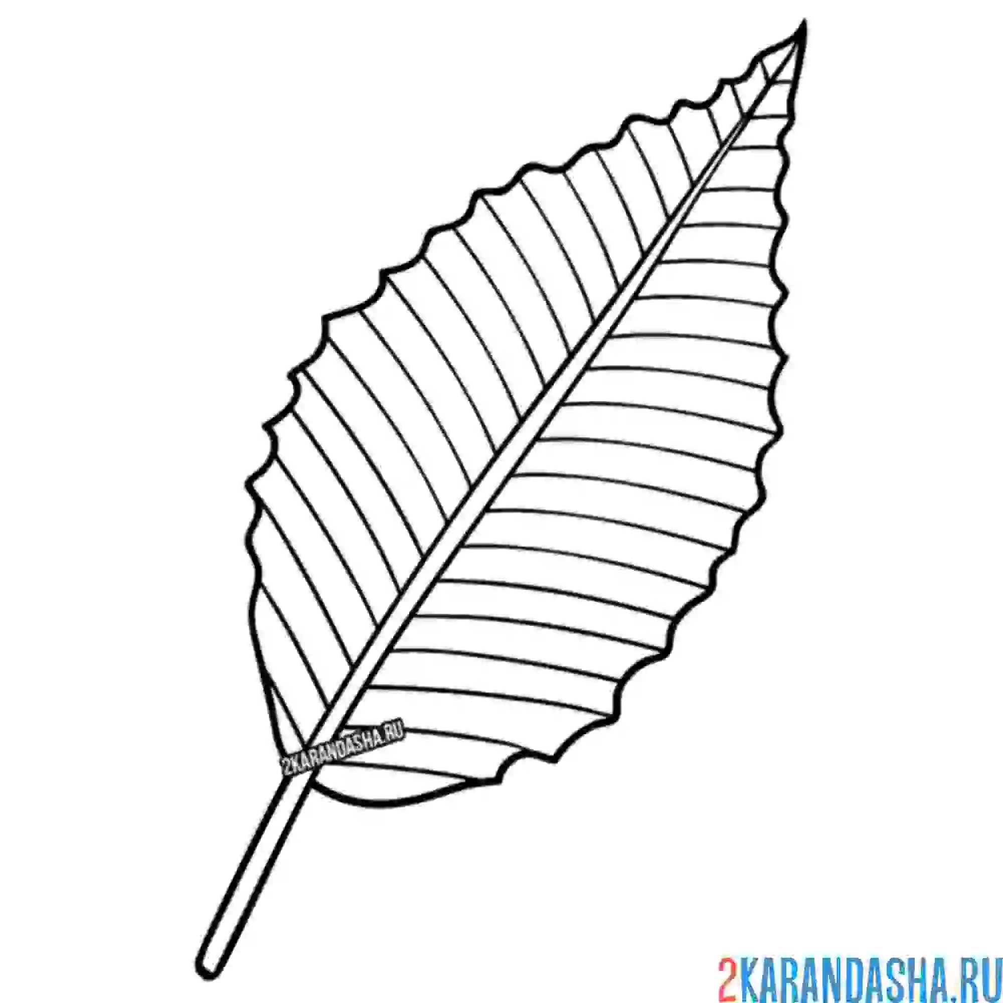 Раскраска лист с дерева