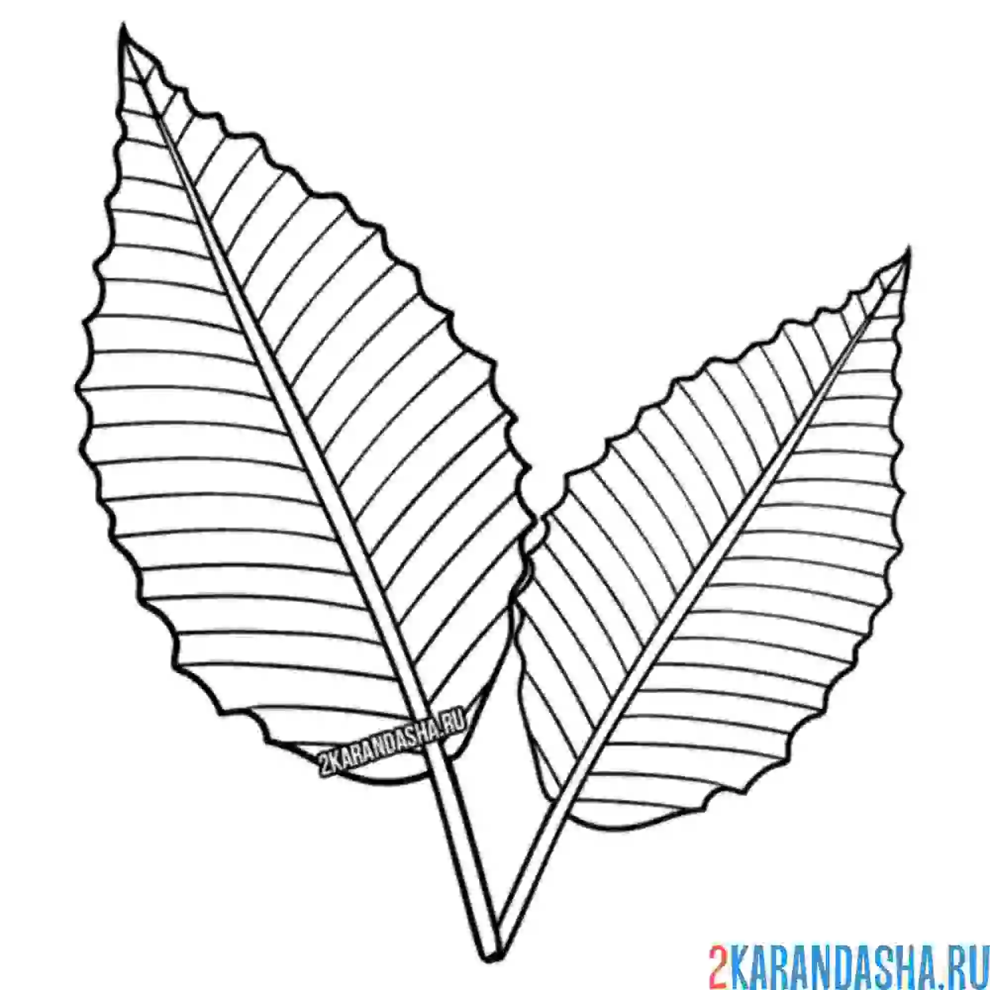 Раскраска два листочка с дерева