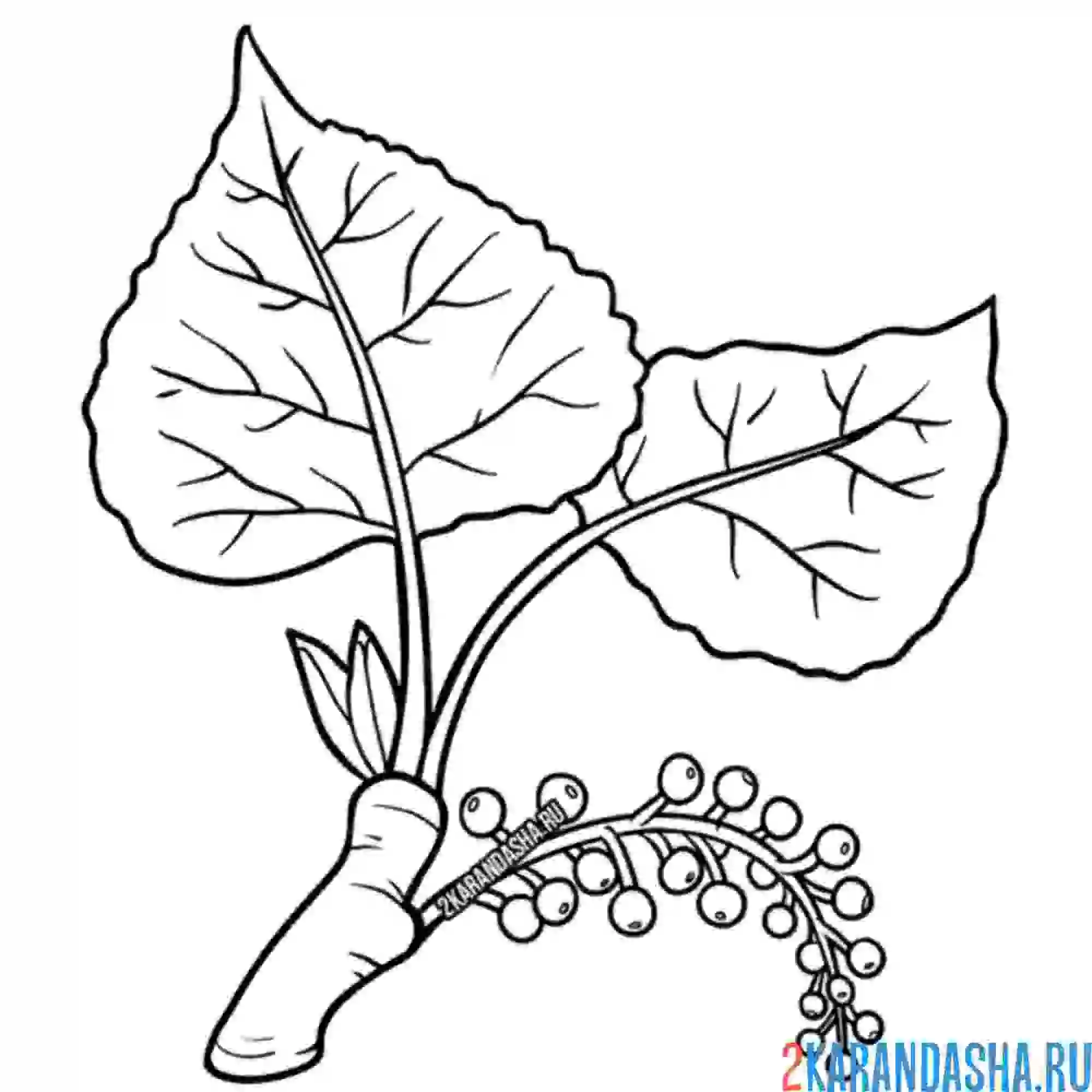 Раскраска черный тополь листья