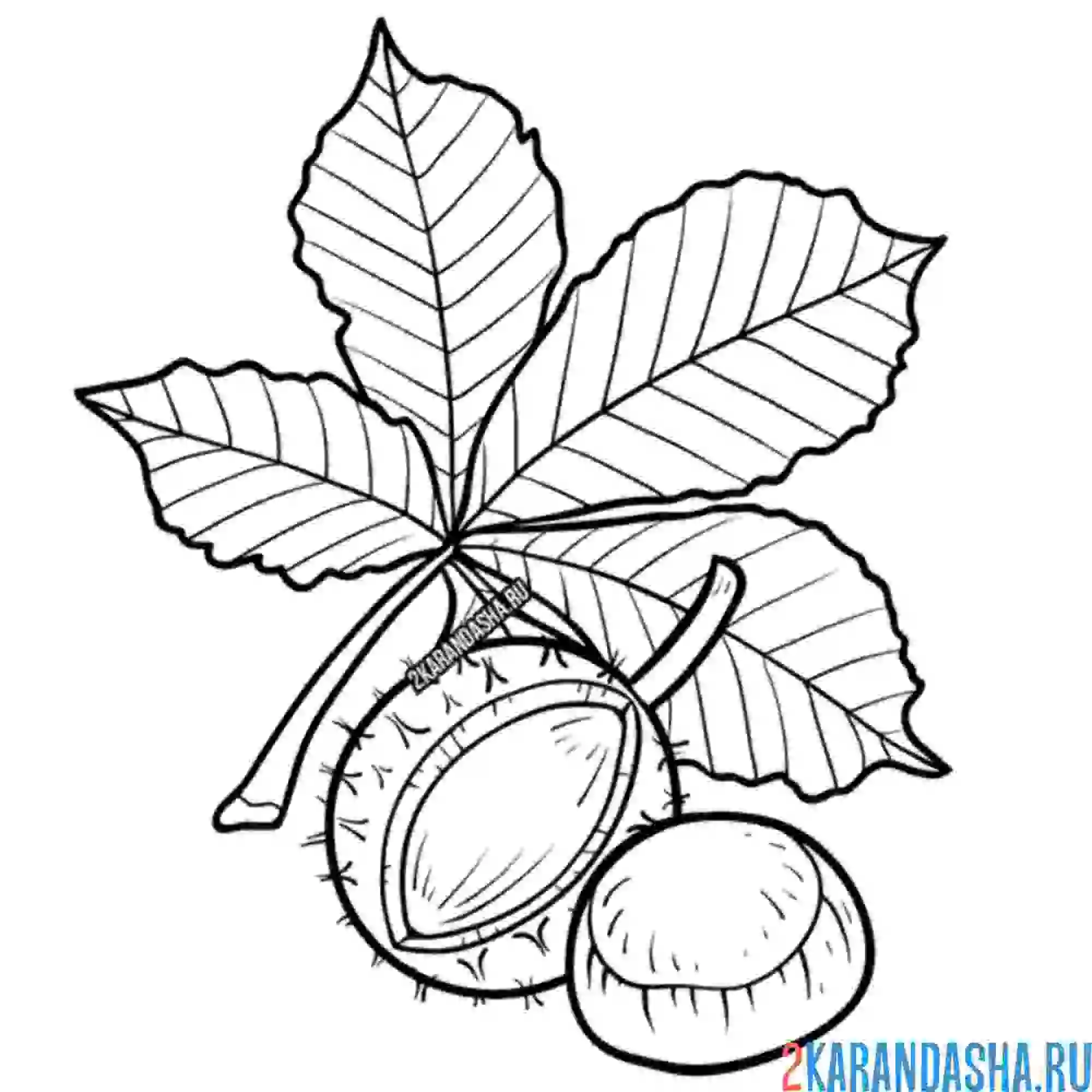 Раскраска листок каштана и каштан
