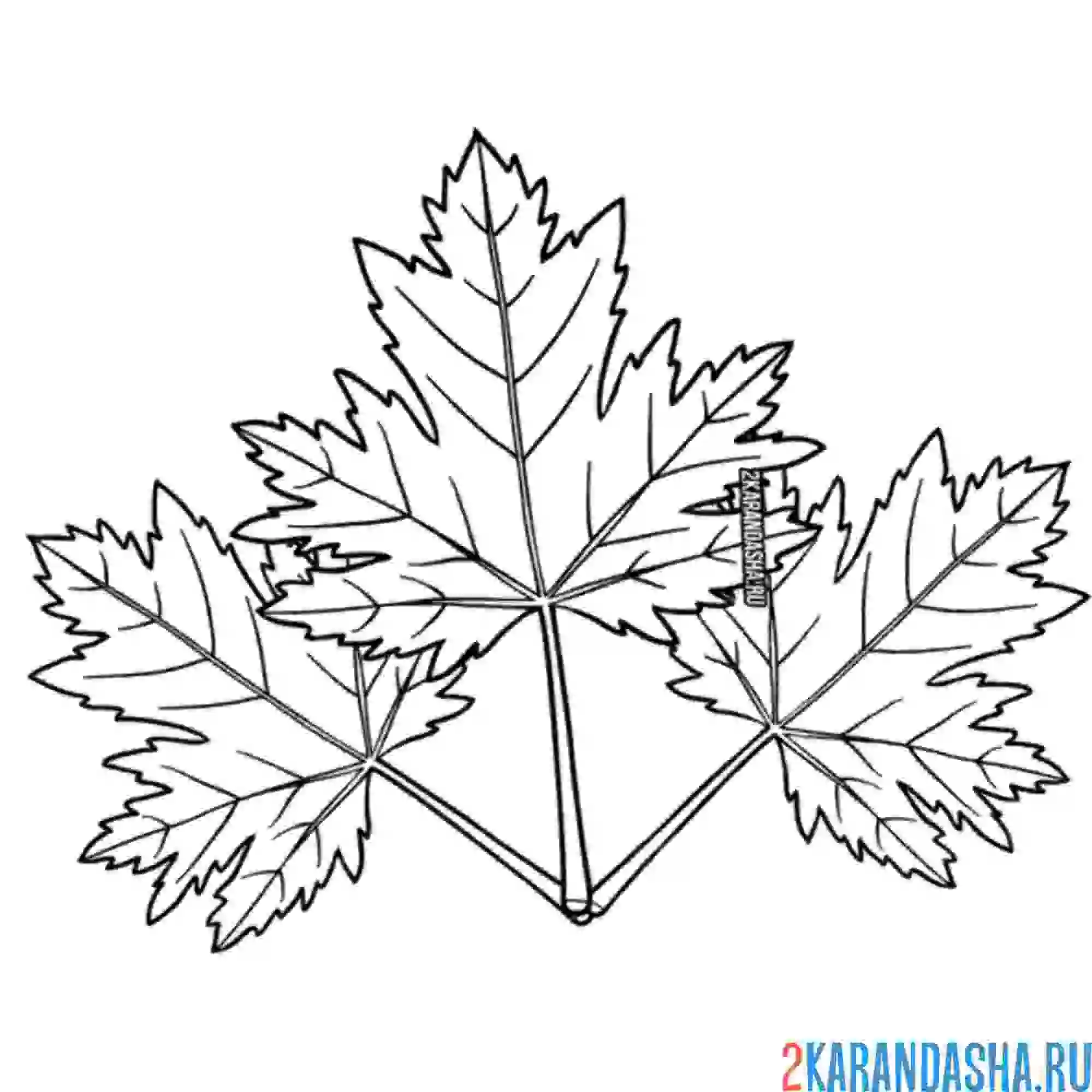 Раскраска три кленовых листа