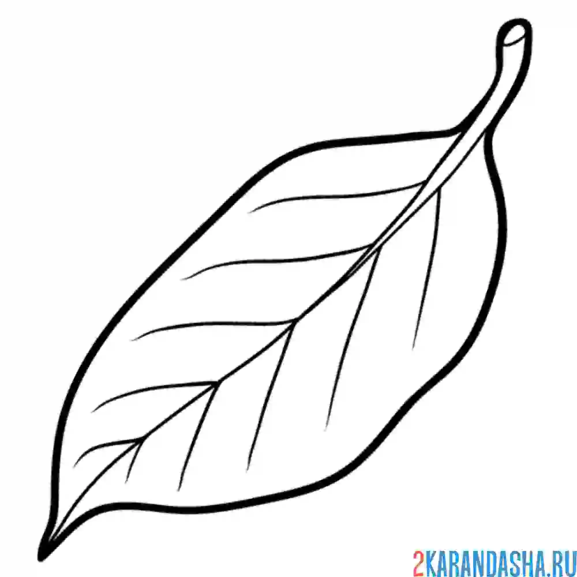 Раскраска лист от груши