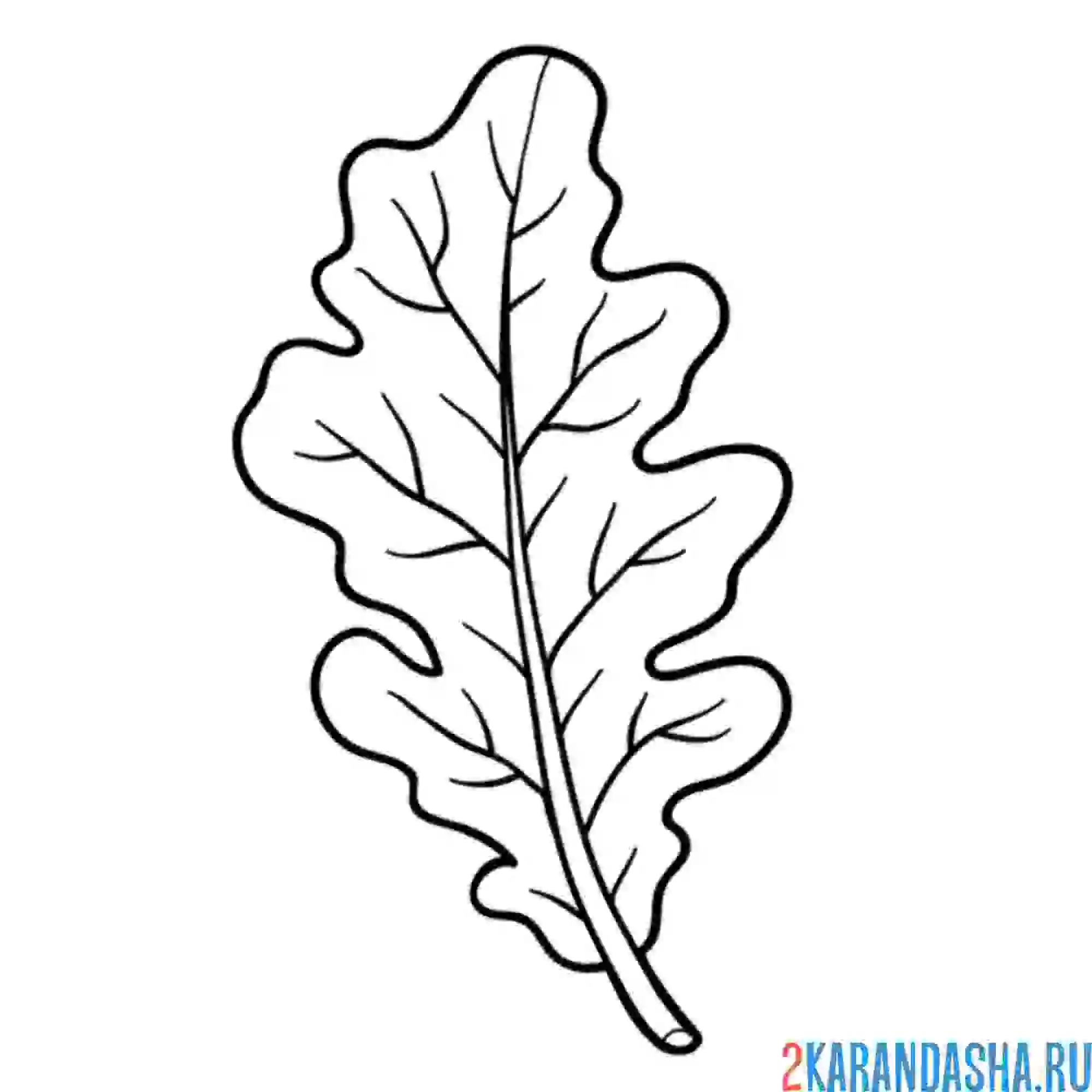 Раскраска один дубовый лист