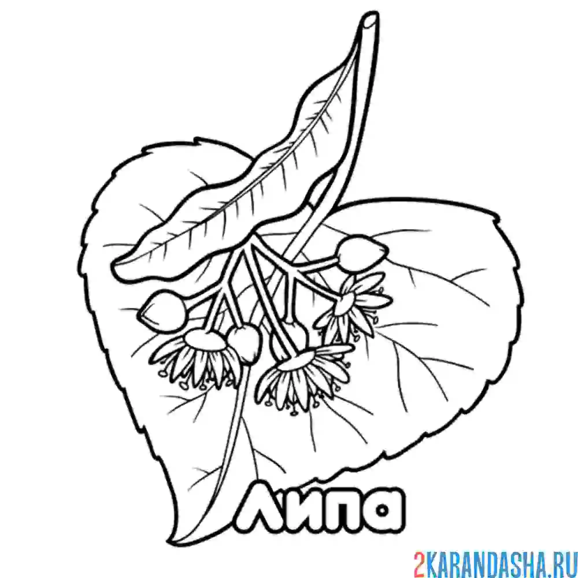 Раскраска листок липы