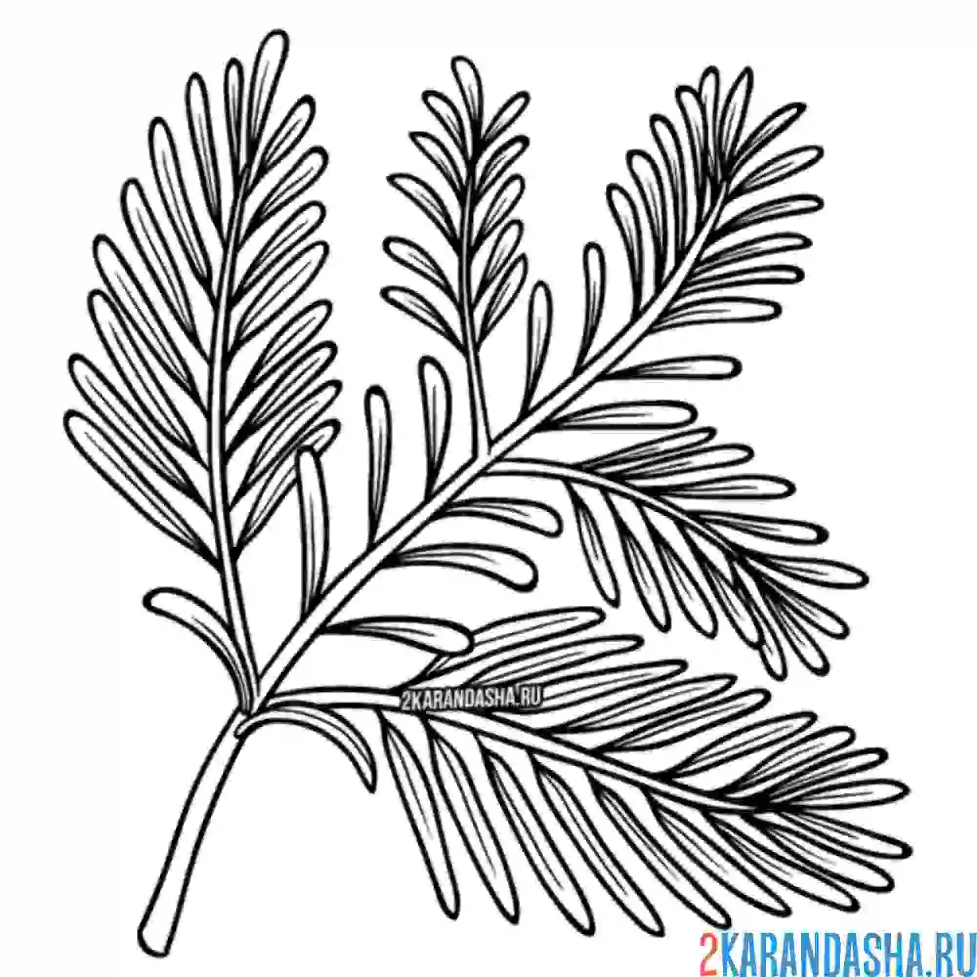 Раскраска секвойя